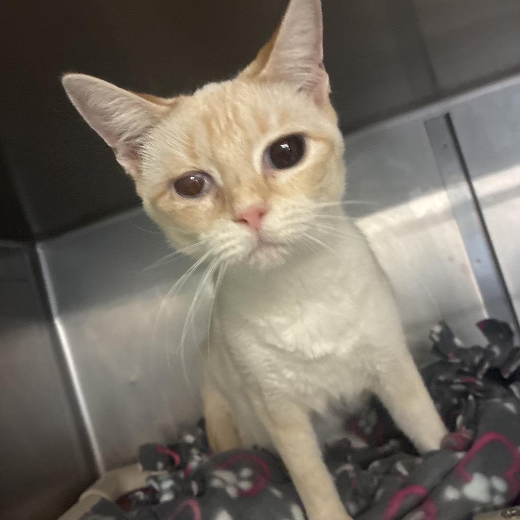 Enlarge Vanilla 8465, a Adoptable Domestic Short Hair in Hamilton, GA image 5/6