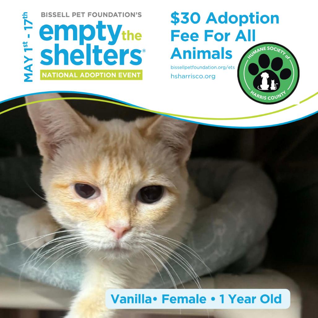 Enlarge Vanilla 8465, a Adoptable Domestic Short Hair in Hamilton, GA image 6/6