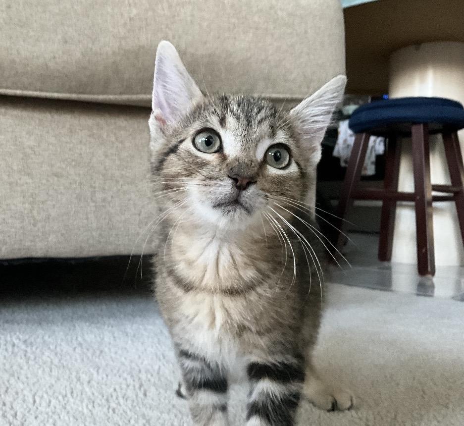 Bowie, an adopted Domestic Short Hair in Mississauga, ON image 4/5