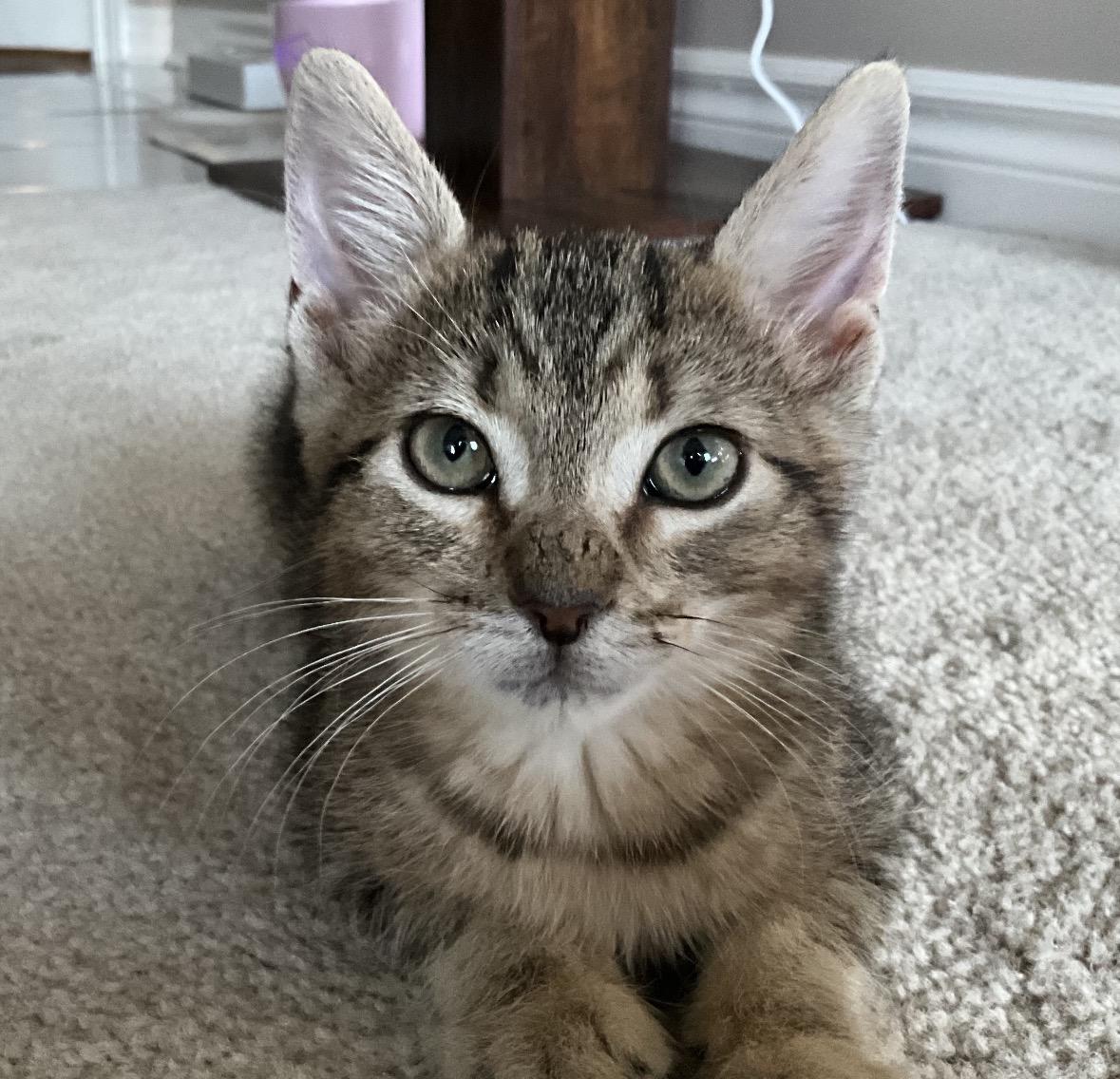 Bowie, adopted, Kitten Male Domestic Short Hair.
