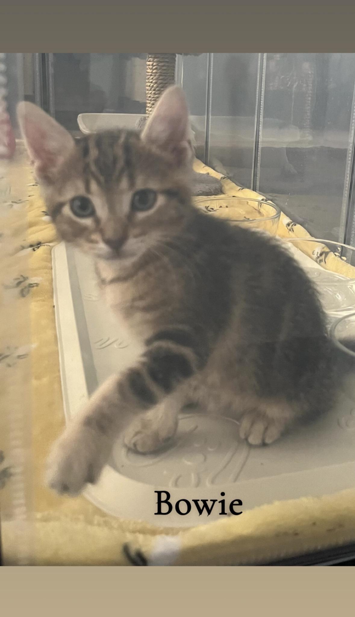 Bowie, an adopted Domestic Short Hair in Mississauga, ON image 3/5