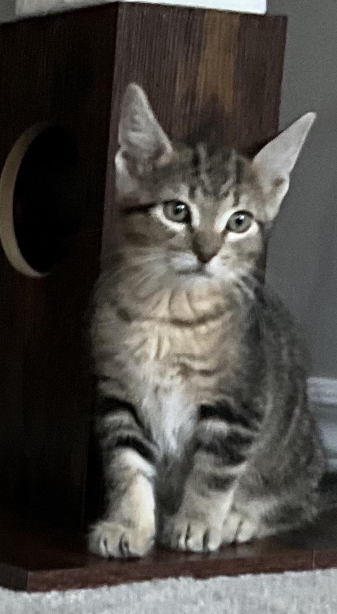Bowie, an adopted Domestic Short Hair in Mississauga, ON image 2/5