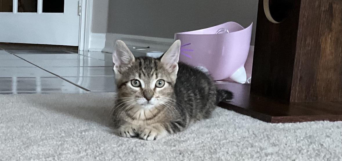 Bowie, an adopted Domestic Short Hair in Mississauga, ON image 5/5