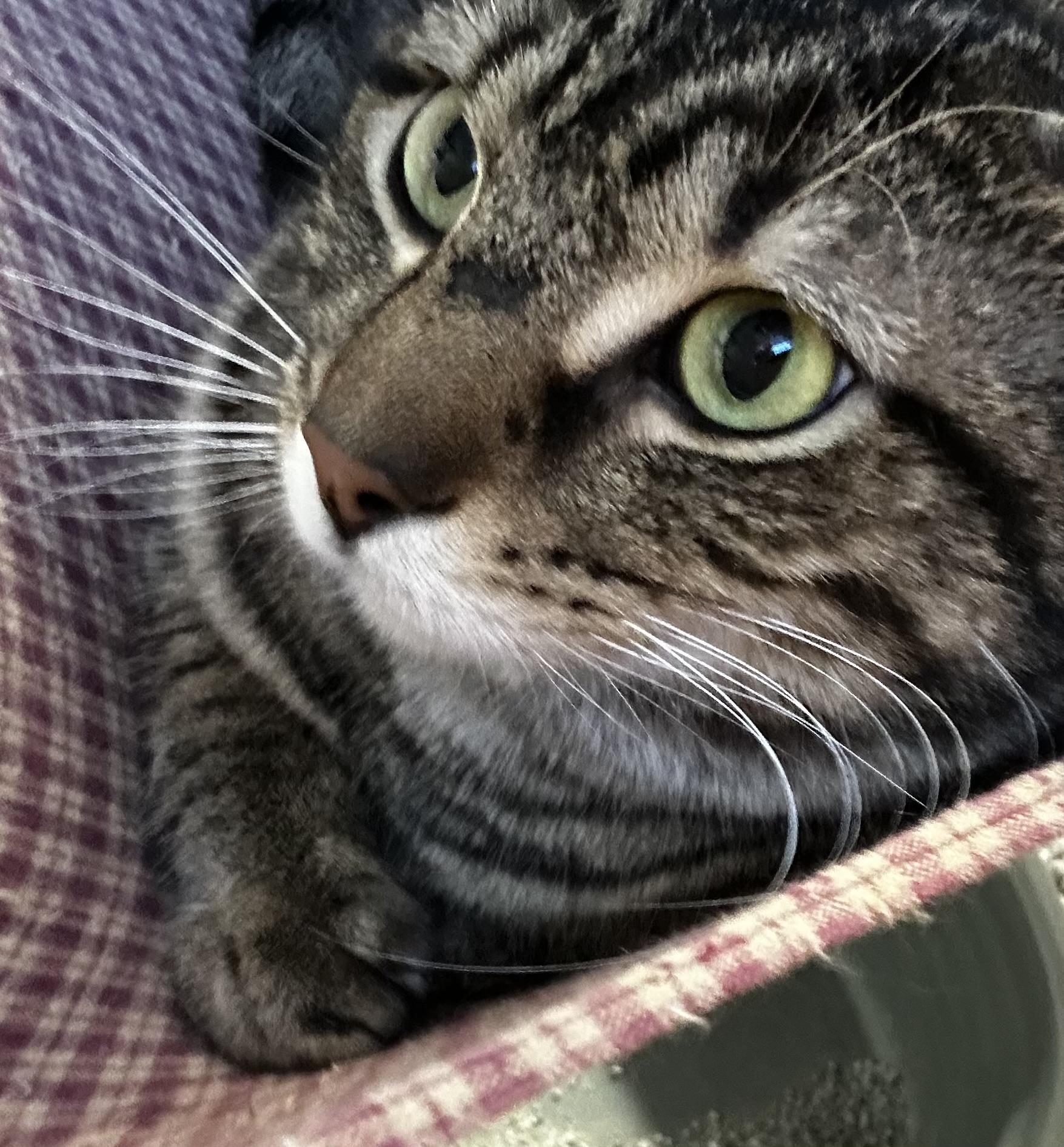 Ruben, Adoptable, Adult Male Domestic Short Hair.