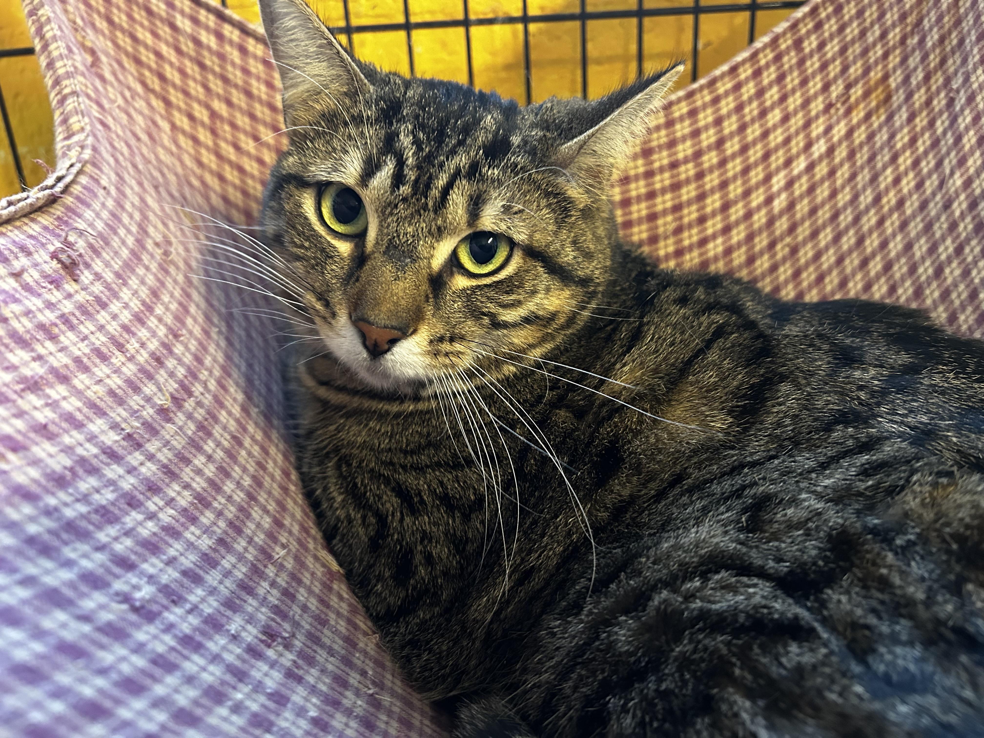Enlarge Ruben, a Adoptable Domestic Short Hair in Reeds Spring, MO image 2/3
