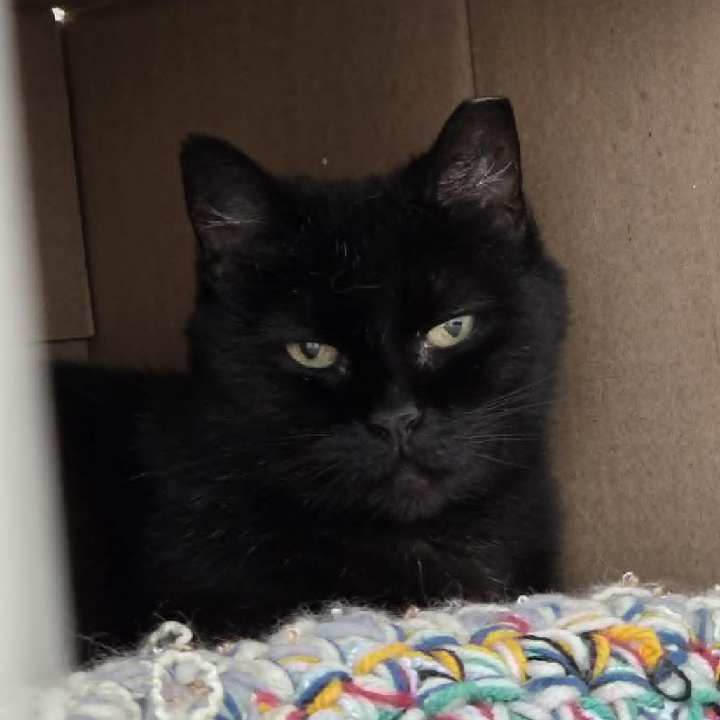 Enlarge Abby, a Adoptable Domestic Short Hair in Ballston Spa, NY image 1/1