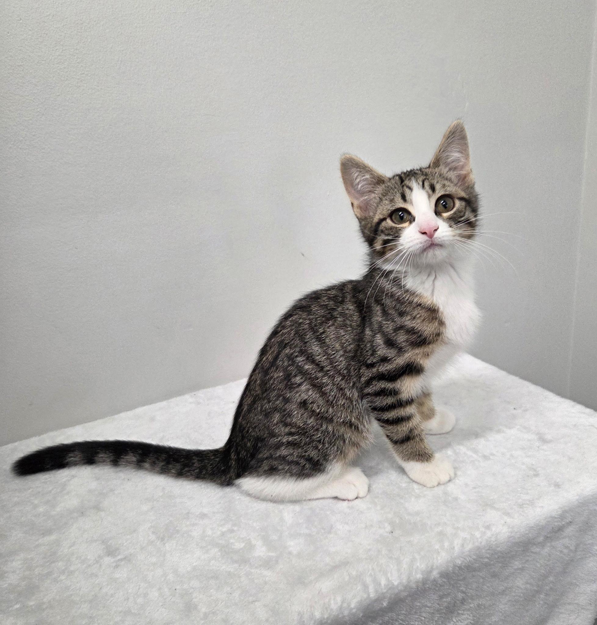 Enlarge Daphne, a Adoptable mixed breed in High Ridge, MO image 2/3