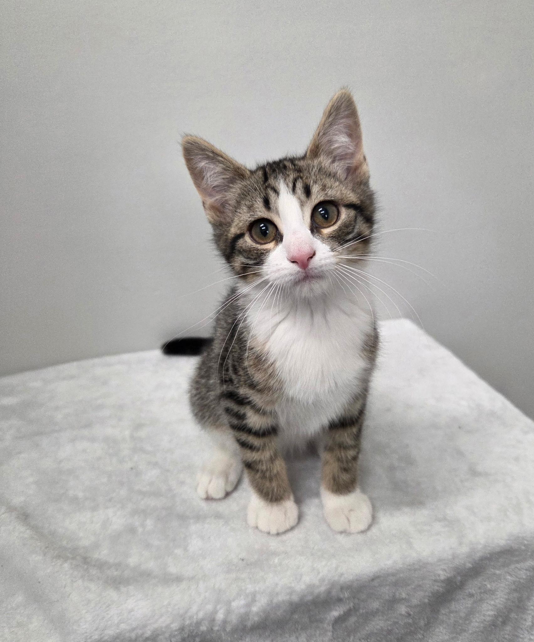 Daphne, Adoptable, Kitten Female Tabby & Domestic Short Hair.