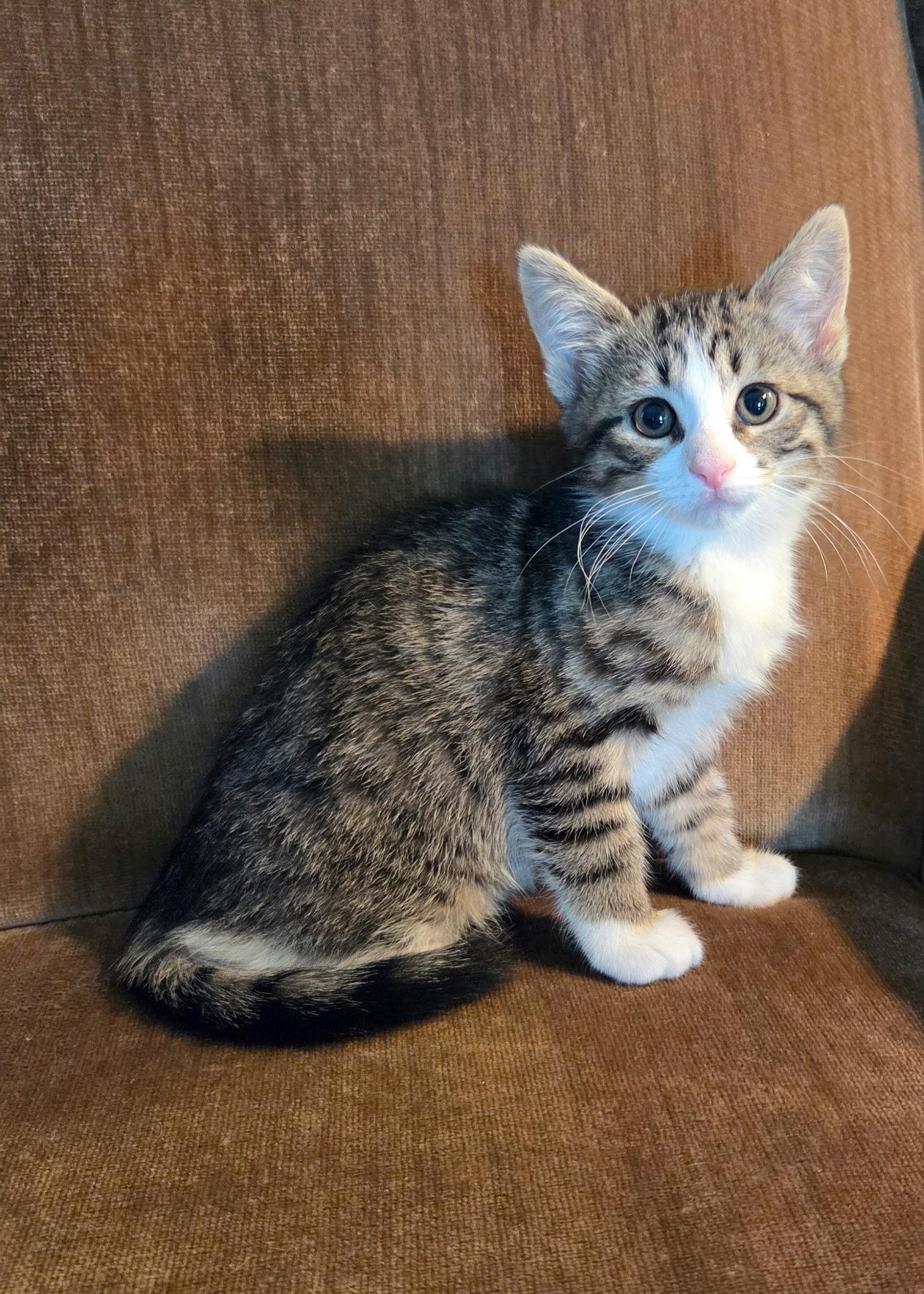 Enlarge Daphne, a ADOPTABLE mixed breed in High Ridge, MO image 1/2