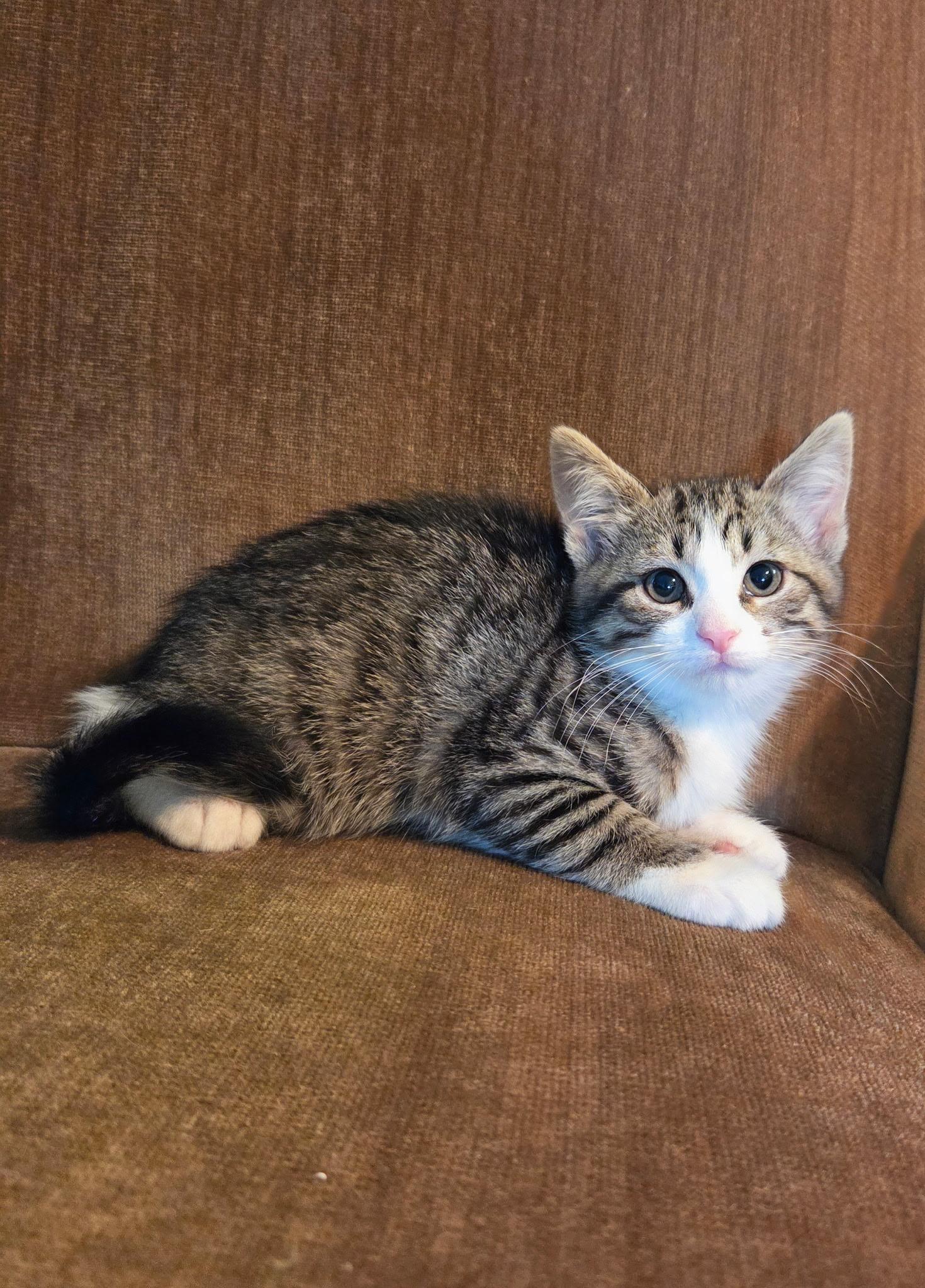 Enlarge Daphne, a ADOPTABLE mixed breed in High Ridge, MO image 2/2
