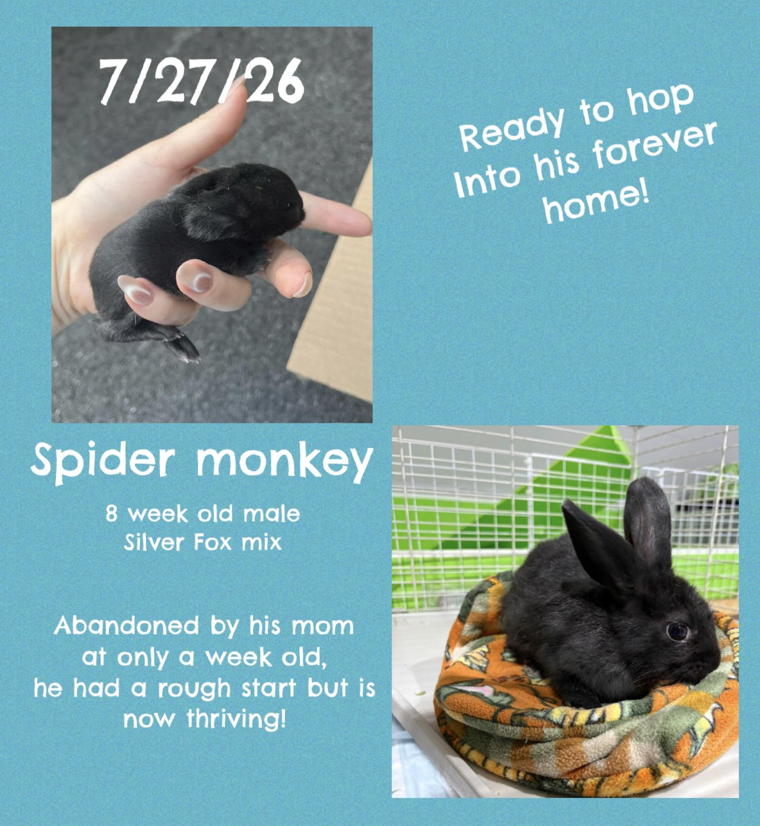 Enlarge Spider Monkey, a Adoptable Silver Fox in Howell, NJ image 1/1