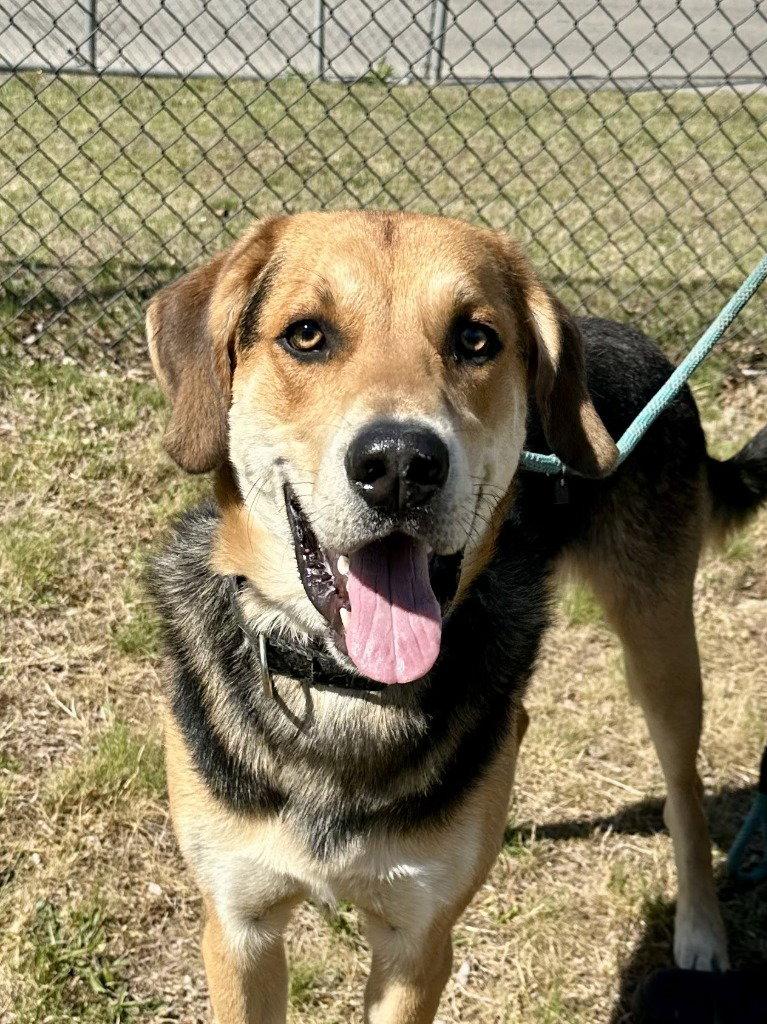 Enlarge DI 87 Wallis, a Adoptable Shepherd in Glen Allen, VA image 1/2