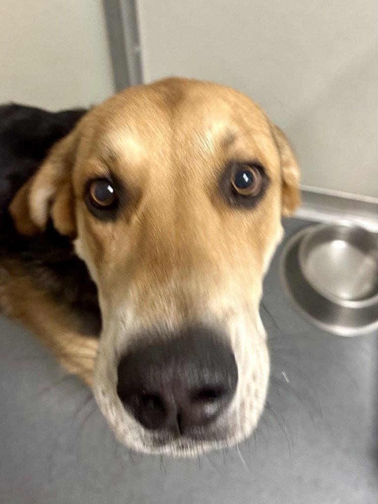 Enlarge DI 87 Wallis, a Adoptable Shepherd in Glen Allen, VA image 2/2