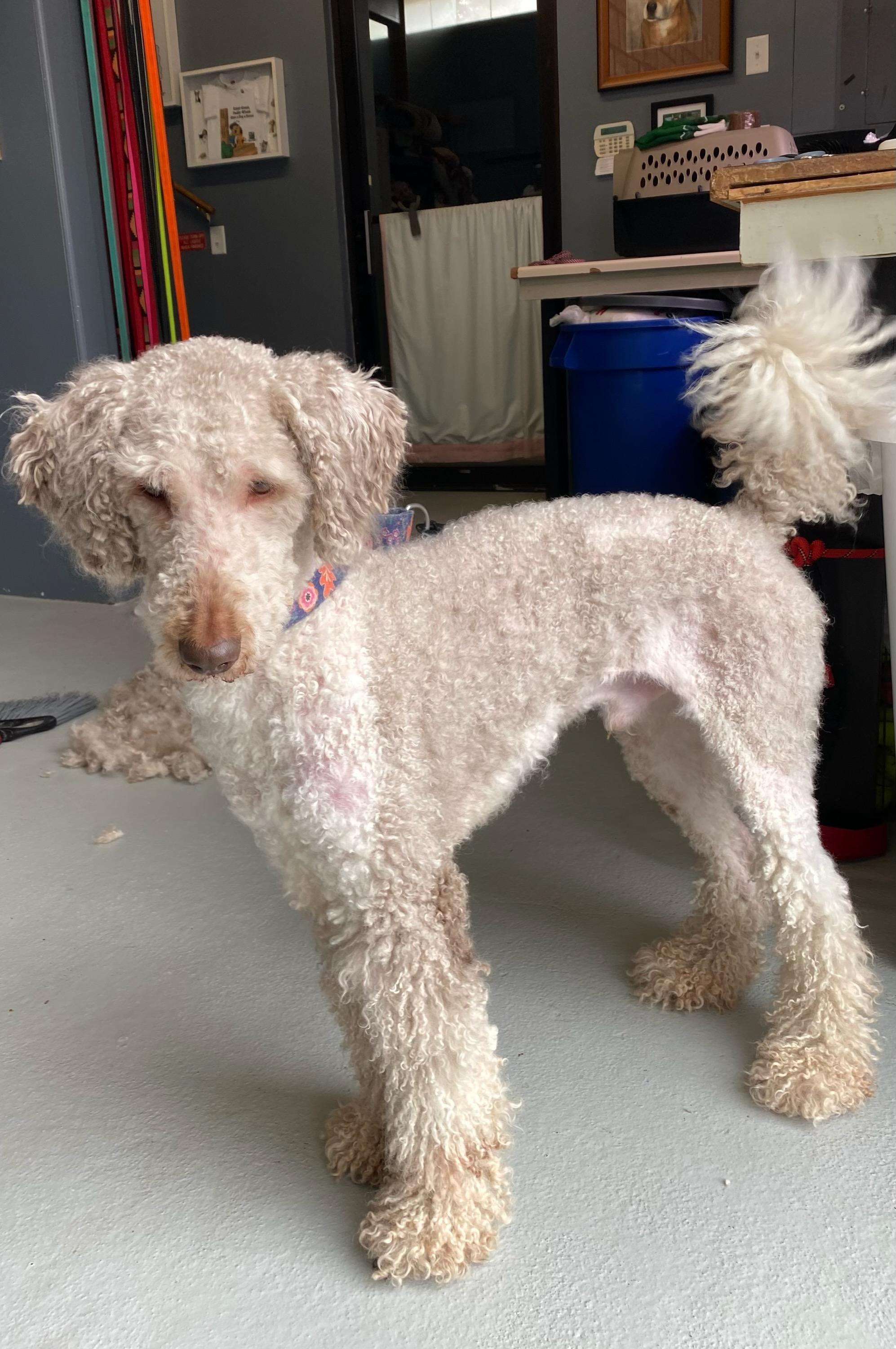 Enlarge Chief, an adopted Poodle in Parkville, MO image 2/2