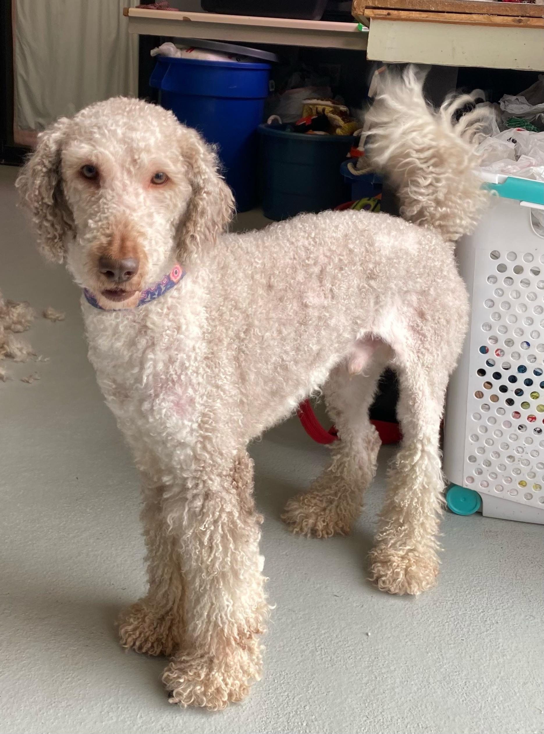 Chief, adopted, Adult Male Poodle.