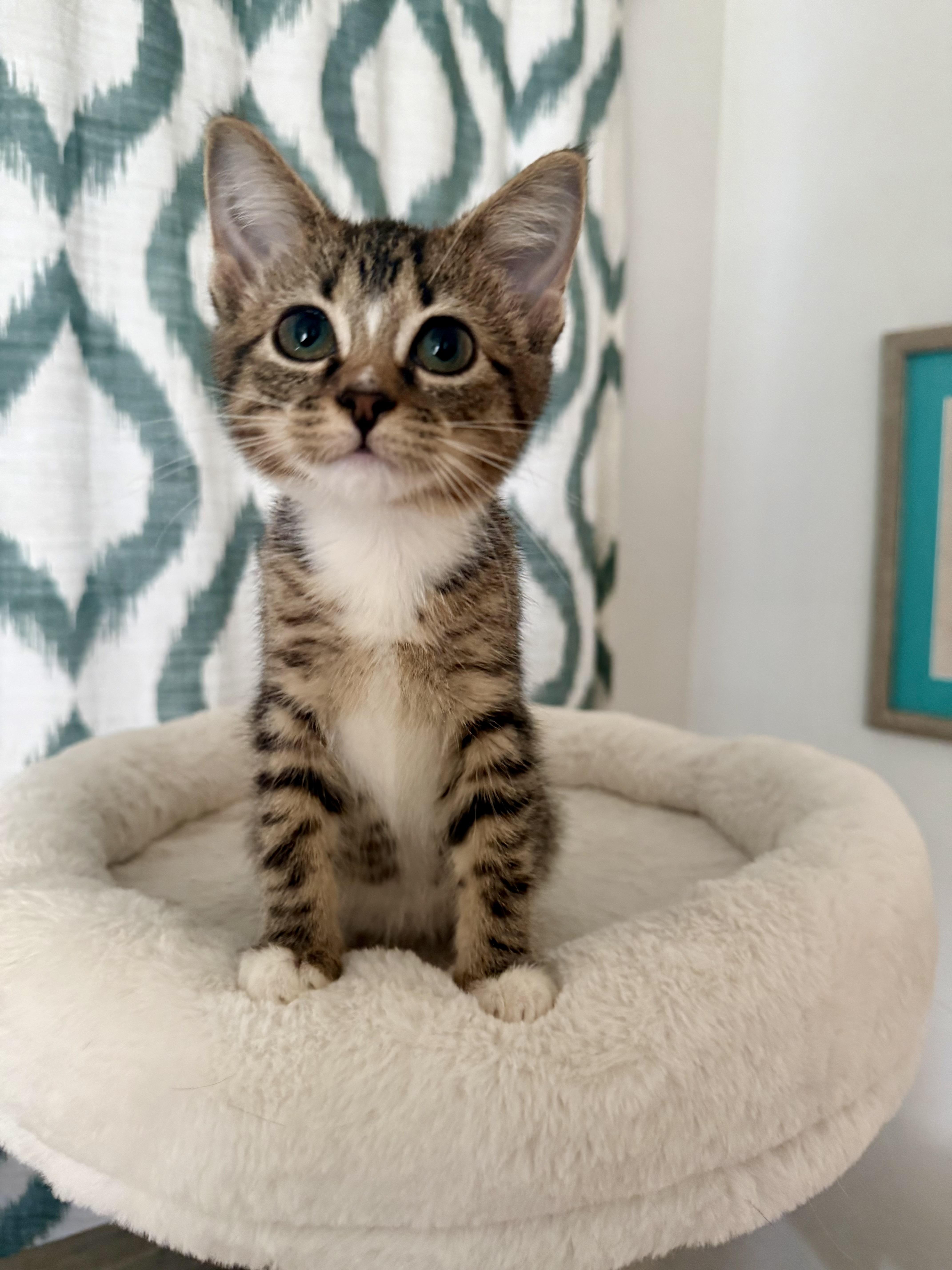Enlarge Betty, a ADOPTABLE Domestic Short Hair in Chicago, IL image 4/5
