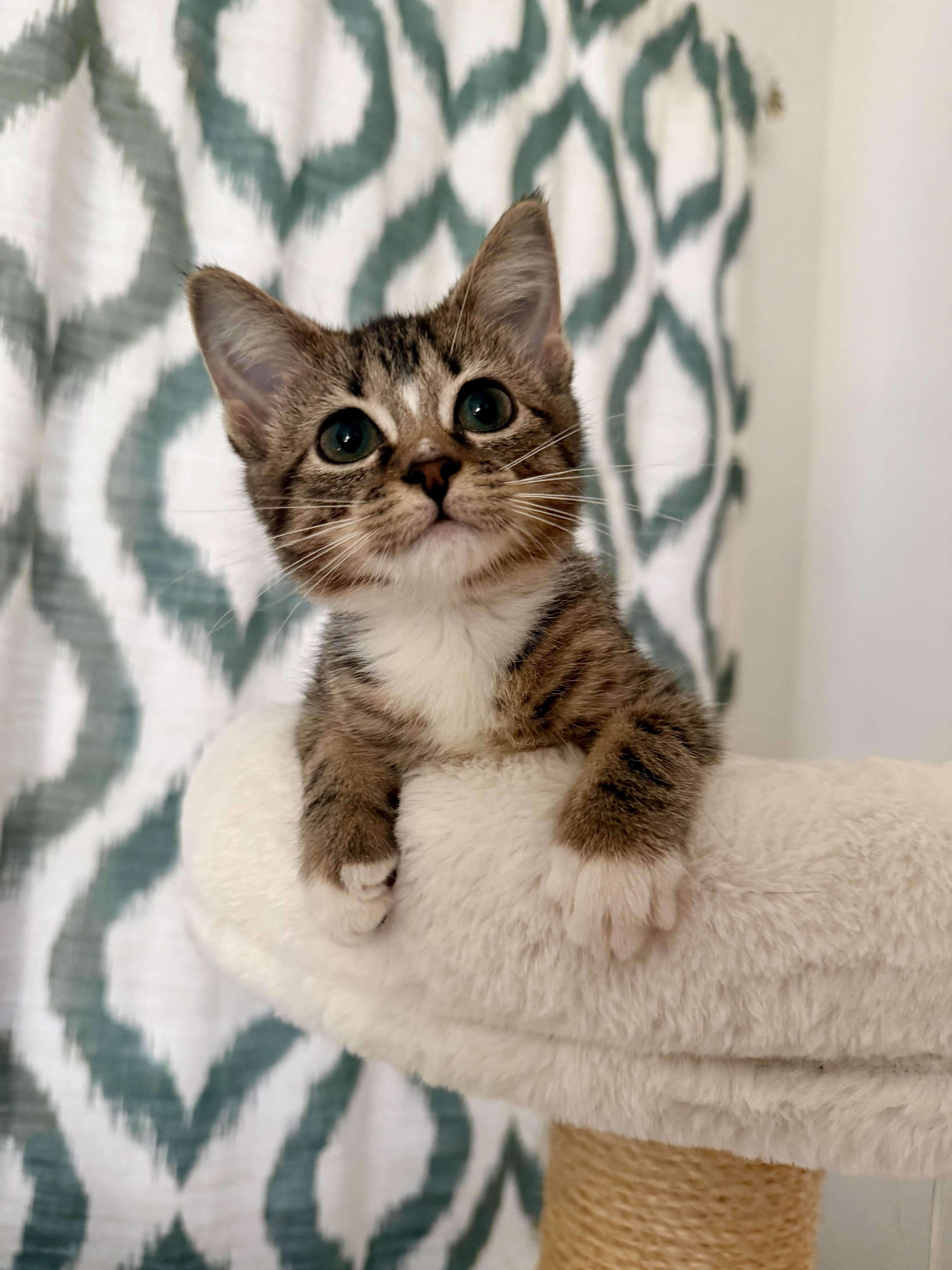 Betty, ADOPTABLE, Kitten Female Domestic Short Hair.