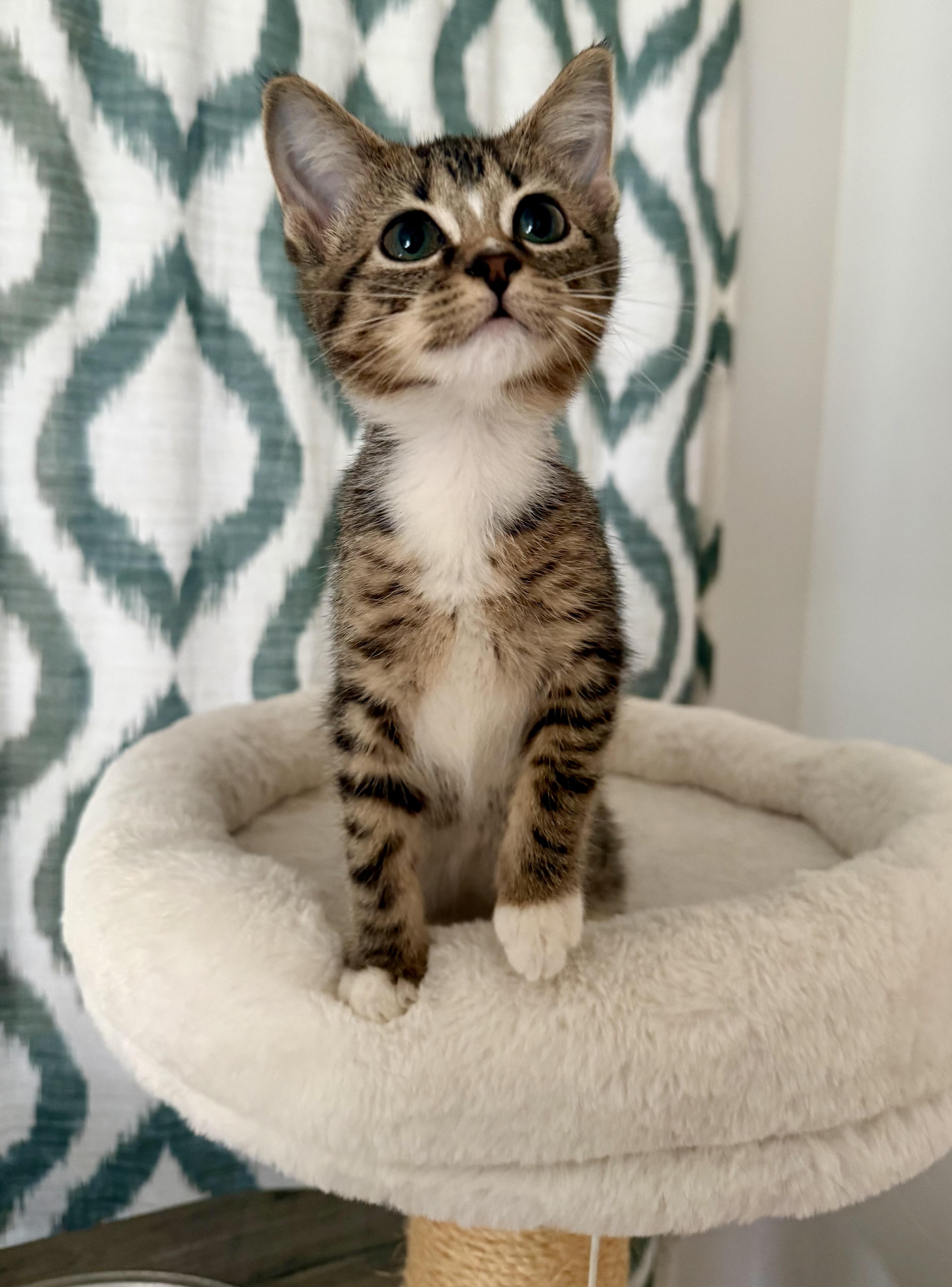 Enlarge Betty, a ADOPTABLE Domestic Short Hair in Chicago, IL image 3/5