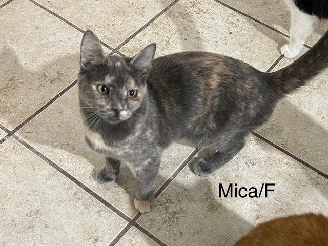 Enlarge Mica, a Adoptable mixed breed in Ronan, MT image 1/1