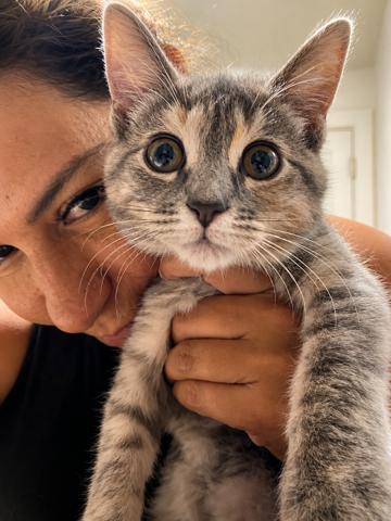 Enlarge Miss Malta, a Adoptable mixed breed in WORCESTER, MA image 5/5