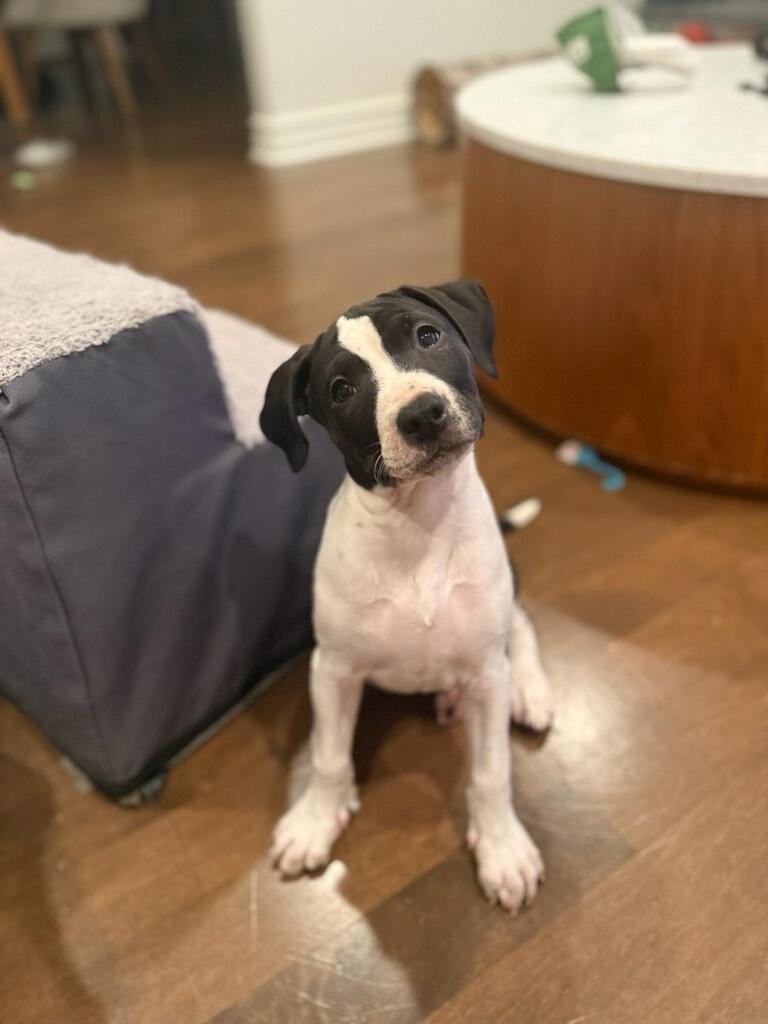 Noah, ADOPTABLE, Puppy Male Boxer & Pit Bull Terrier.