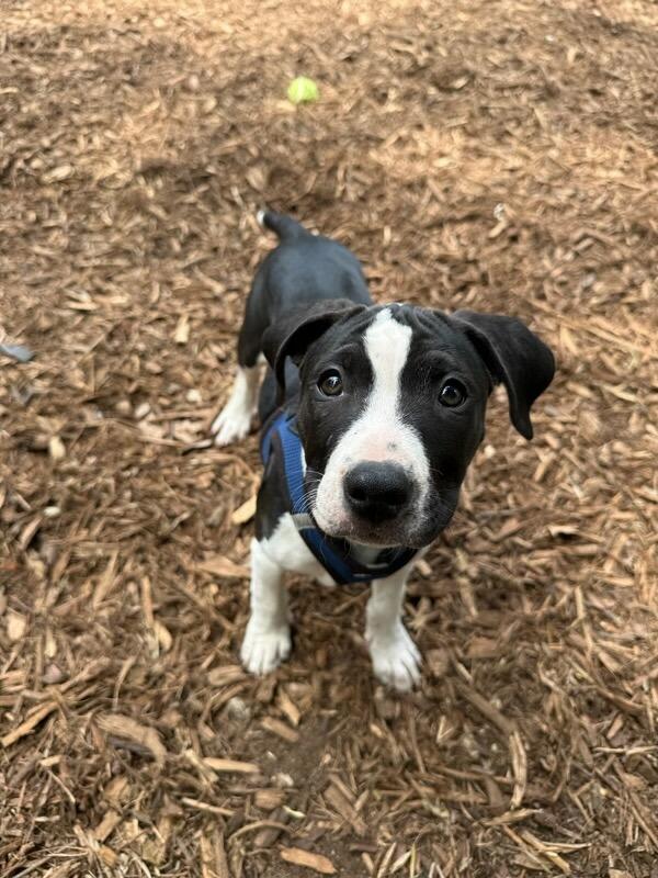 Enlarge Noah, a ADOPTABLE mixed breed in Polson, MT image 4/5