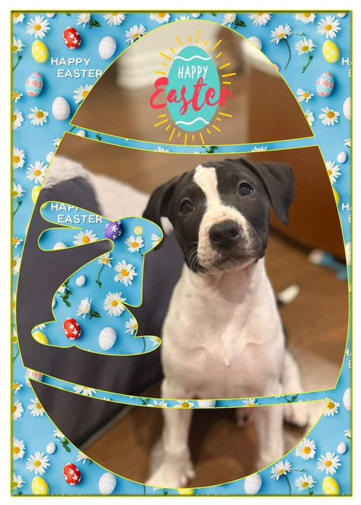 Enlarge Noah, a ADOPTABLE mixed breed in Polson, MT image 2/5