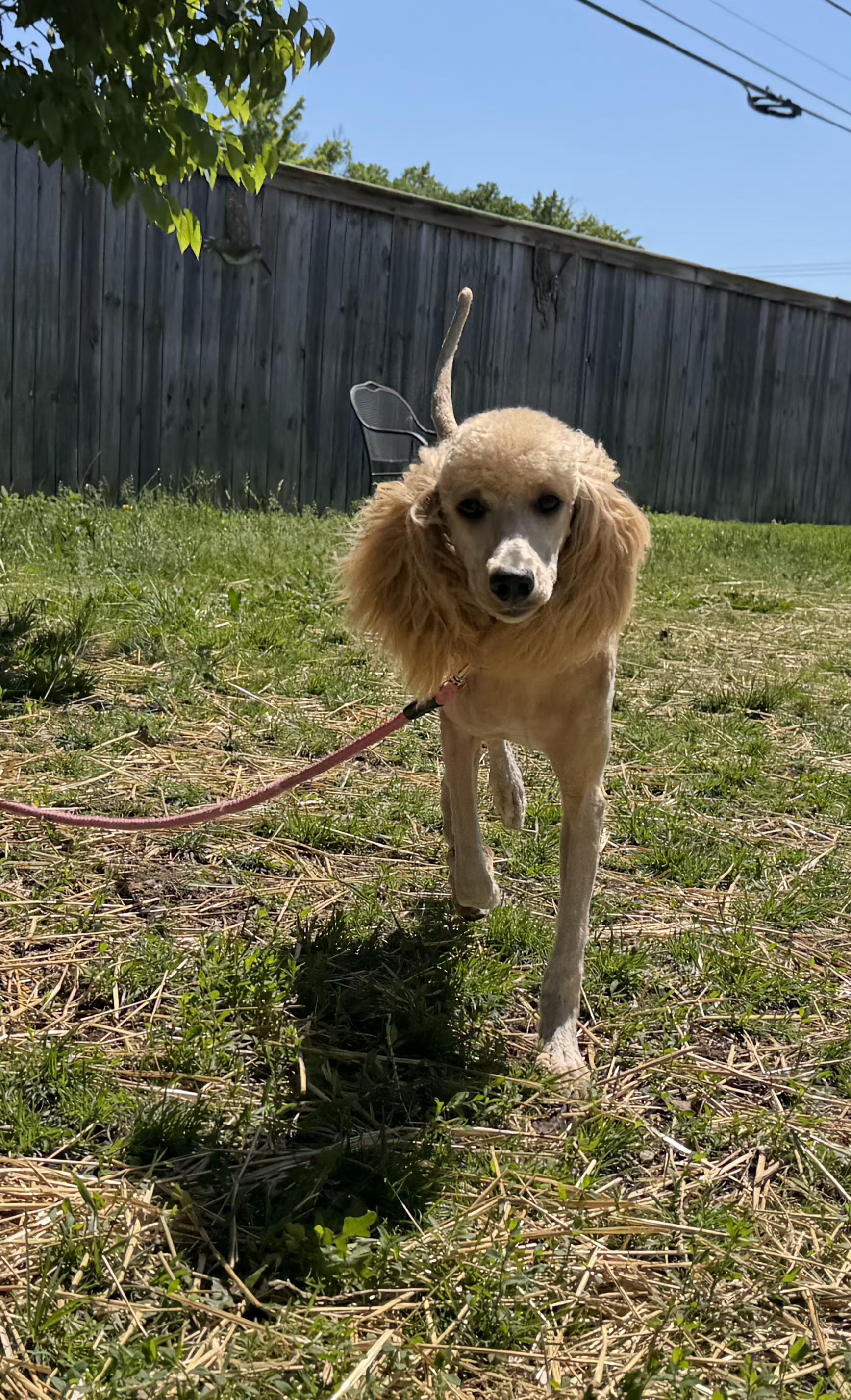 Enlarge Derby , a ADOPTABLE Standard Poodle in Lexington, KY image 2/3