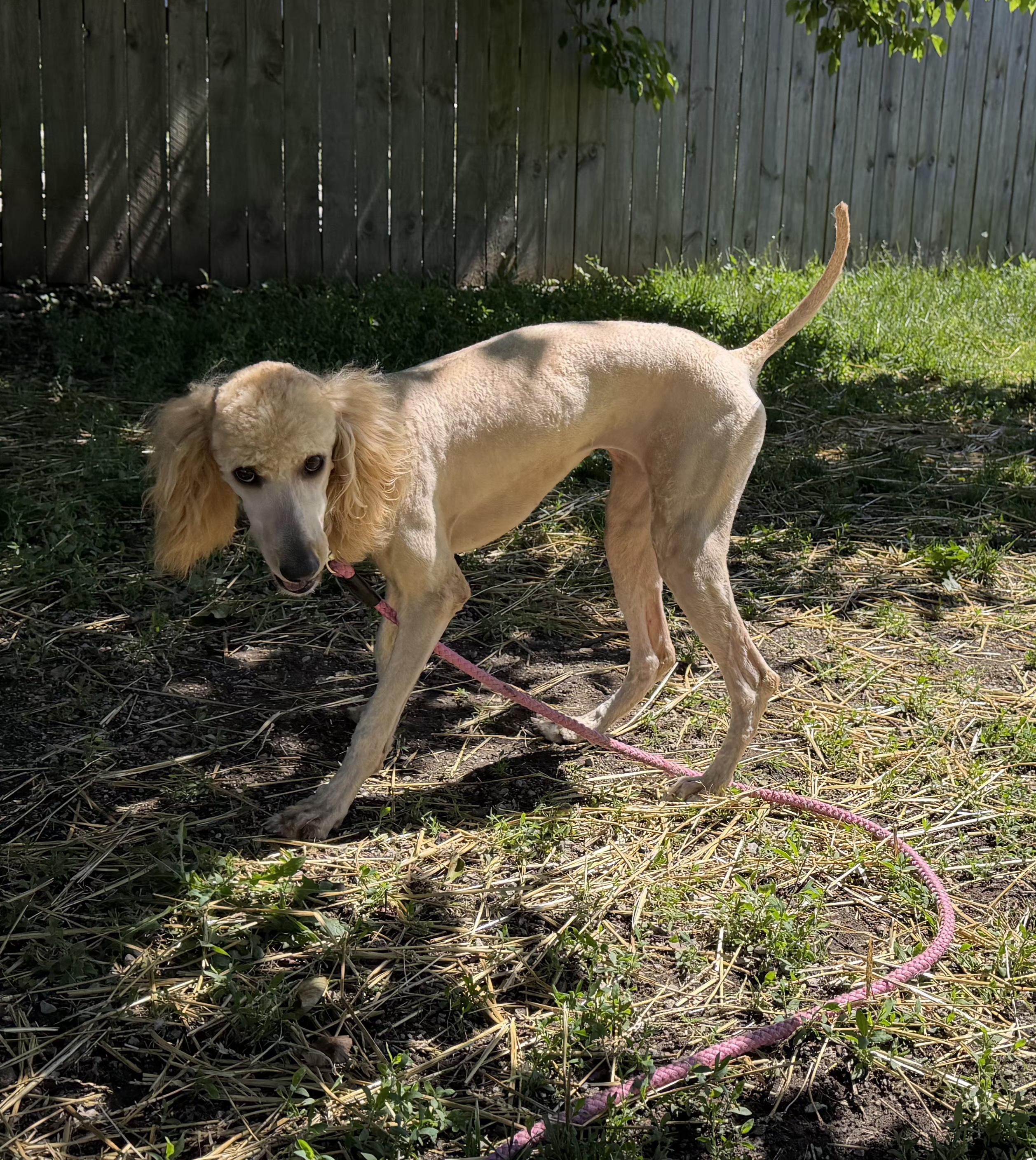 Enlarge Derby , a ADOPTABLE Standard Poodle in Lexington, KY image 1/3