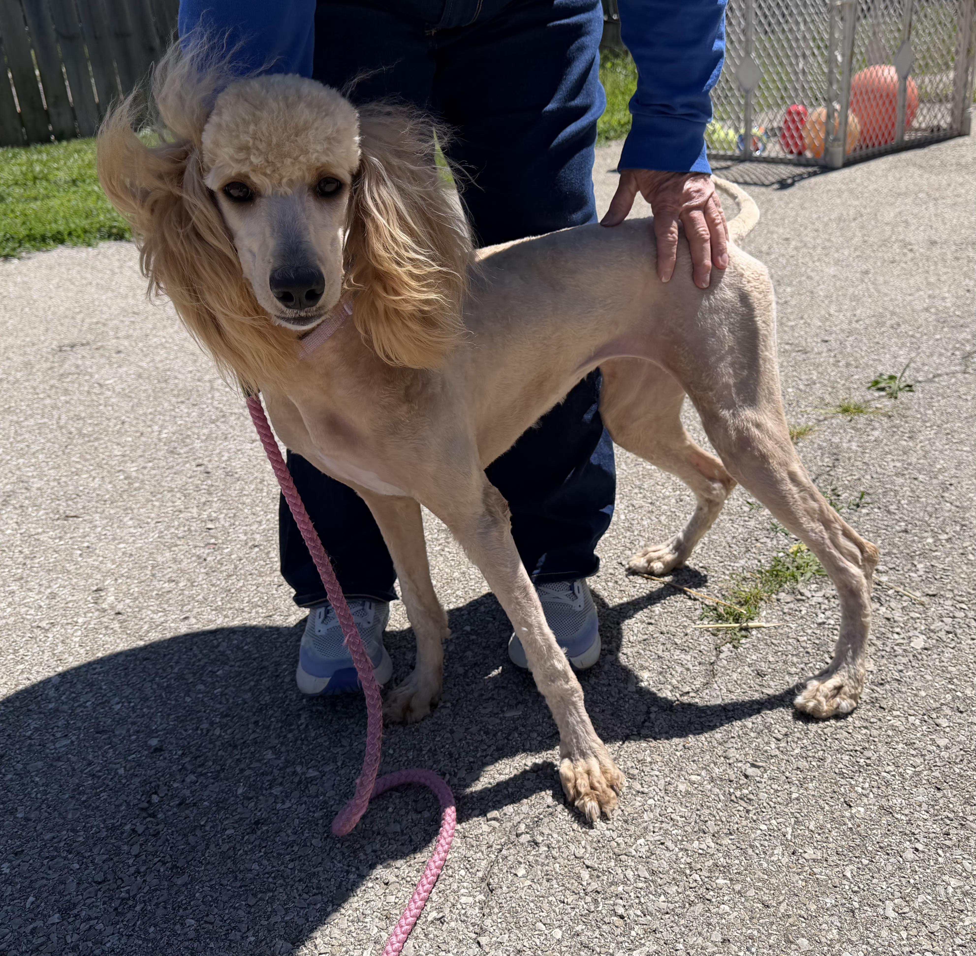 Enlarge Derby , a ADOPTABLE Standard Poodle in Lexington, KY image 3/3