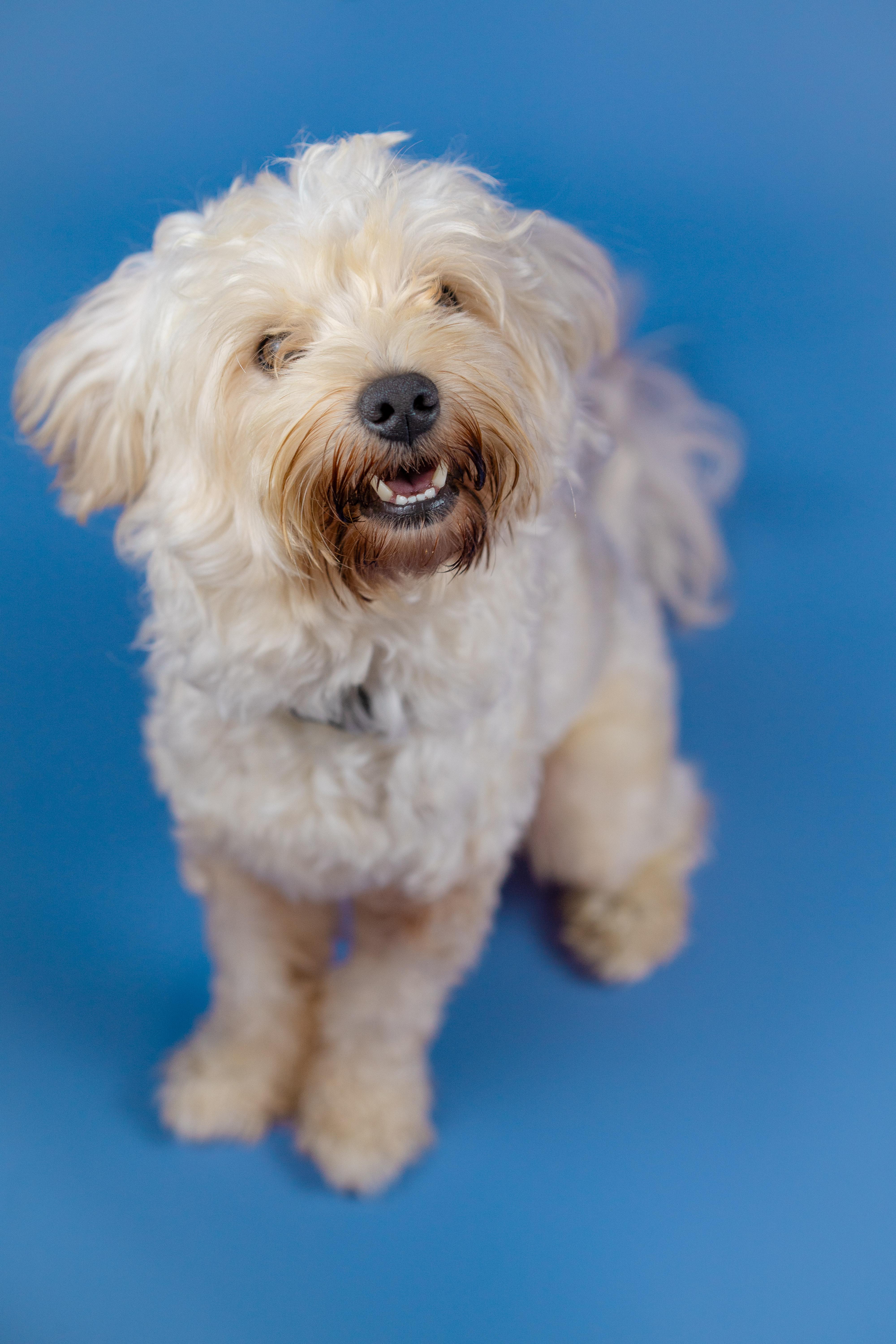 Enlarge Teddy, a Adopted Morkie in Miramar, FL image 5/5