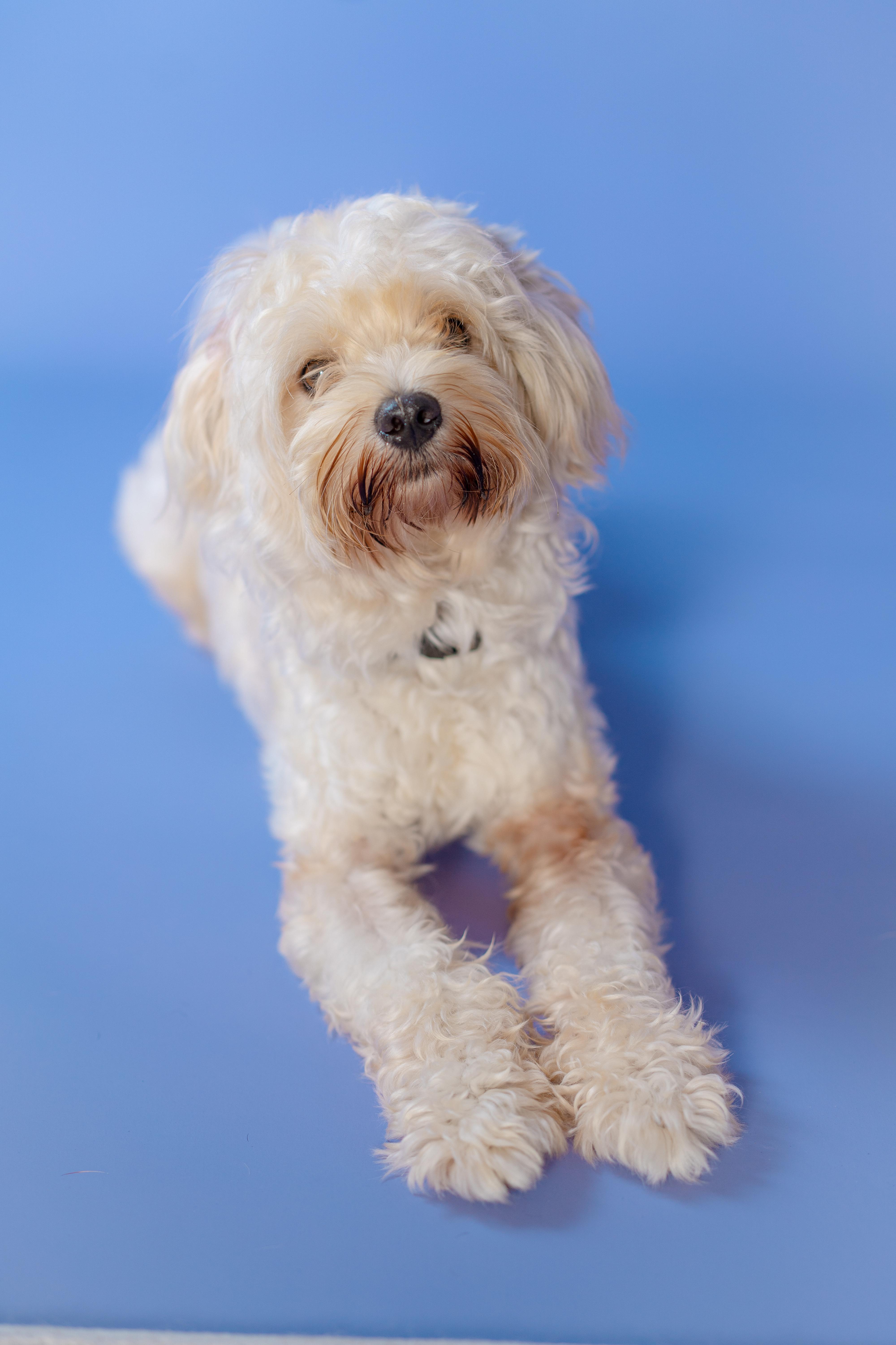 Enlarge Teddy, a Adopted Morkie in Miramar, FL image 3/5