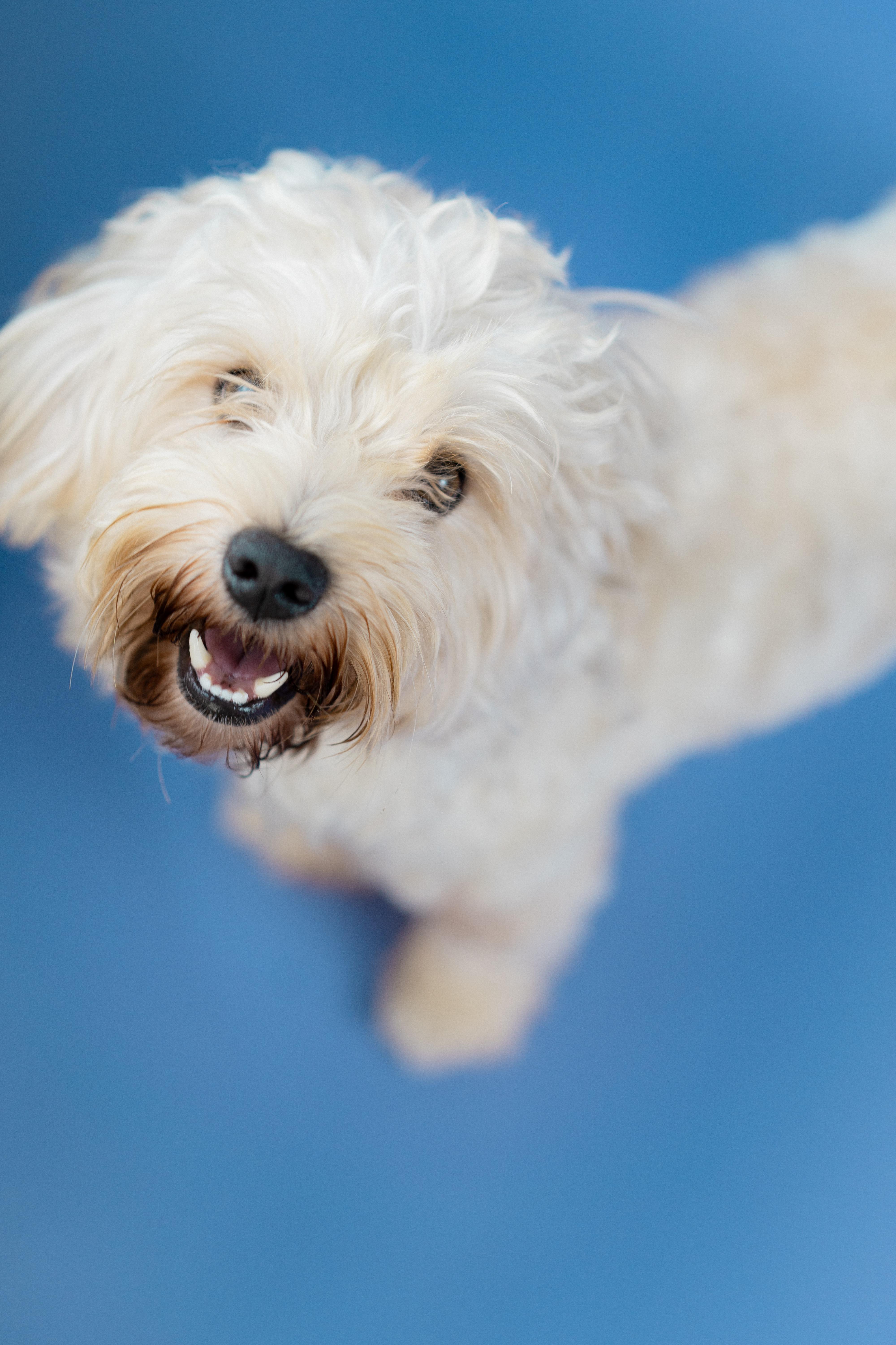 Enlarge Teddy, a Adopted Morkie in Miramar, FL image 4/5