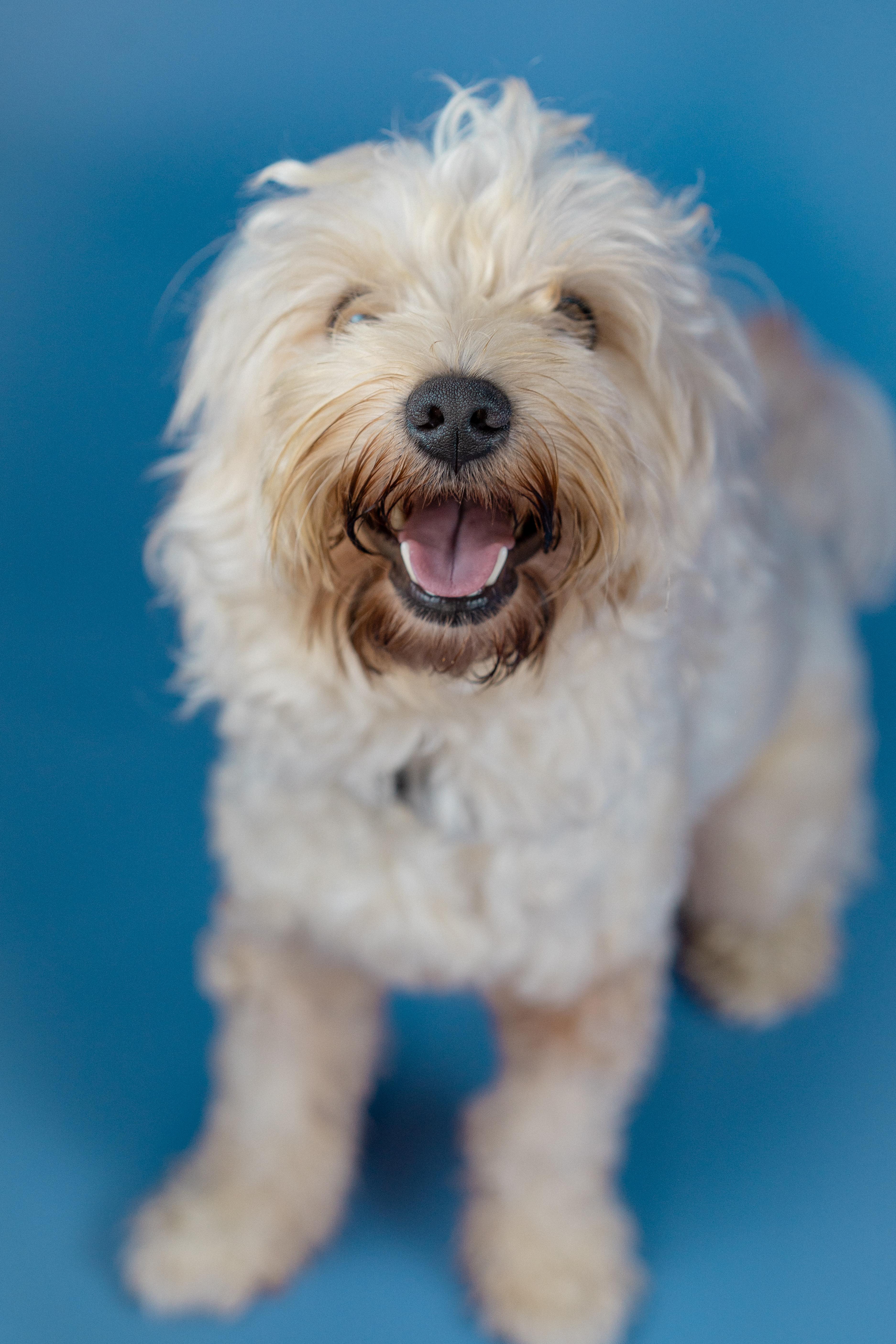 Enlarge Teddy, a Adopted Morkie in Miramar, FL image 2/5