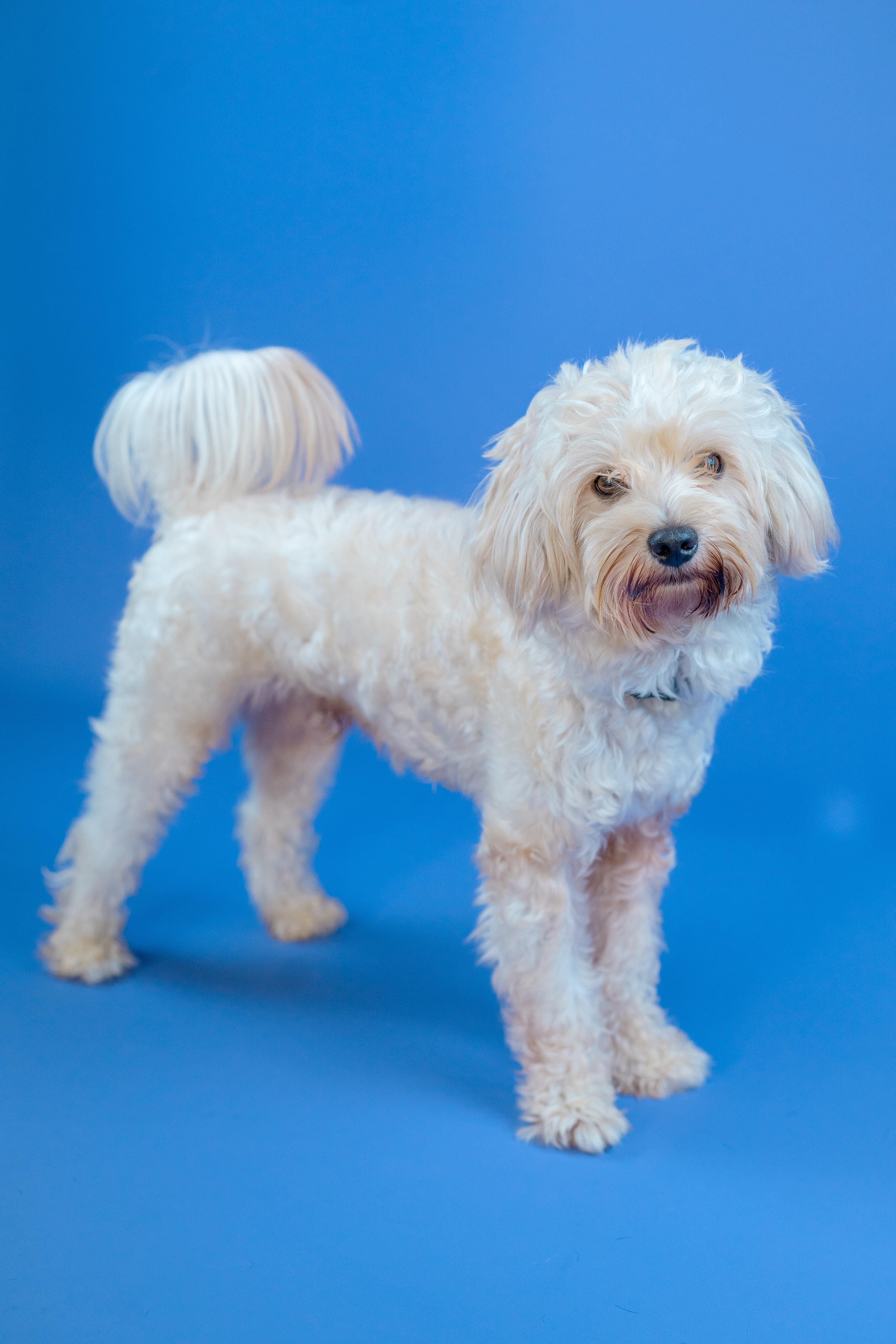 Enlarge Teddy, a Adopted Morkie in Miramar, FL image 1/5