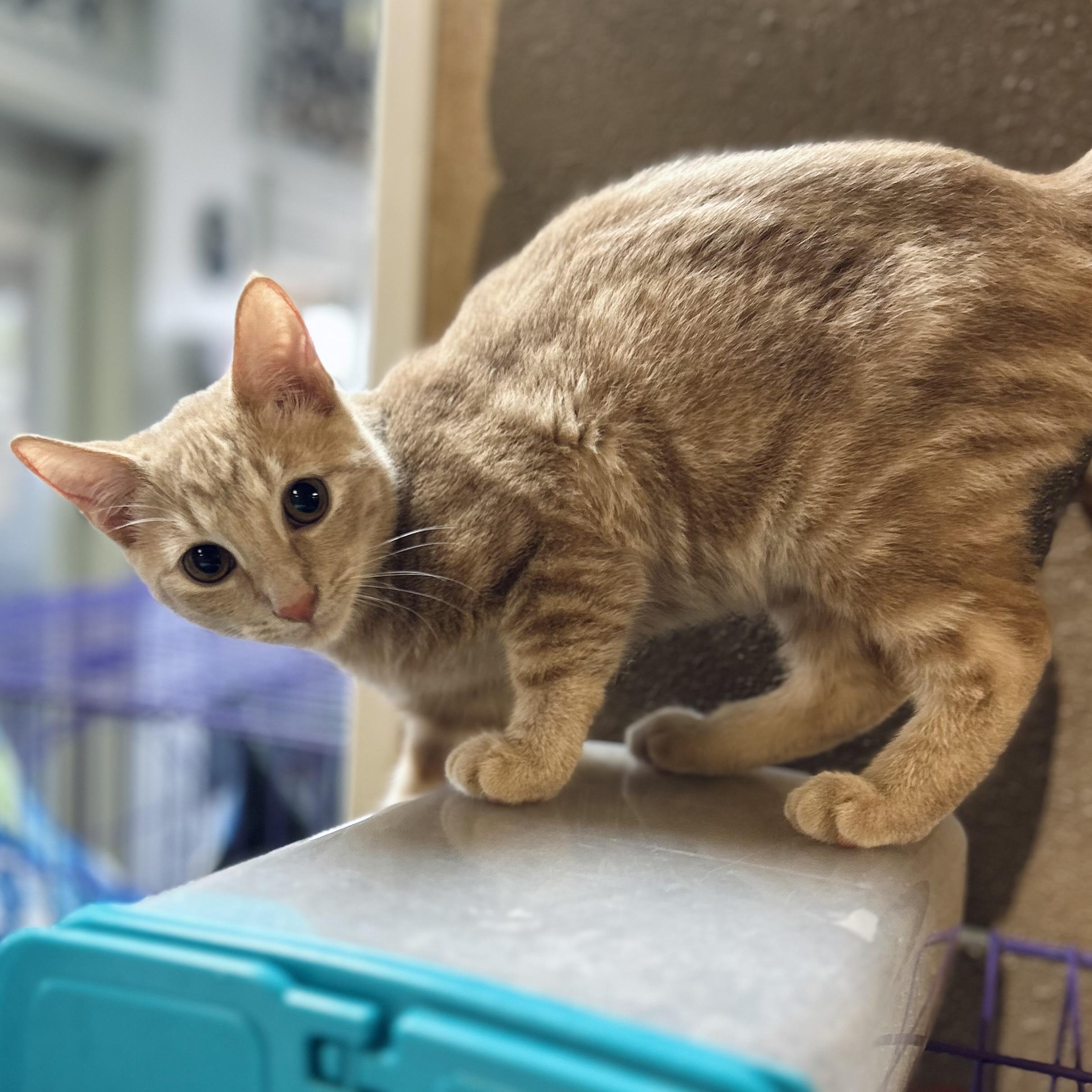 Enlarge Pantera, an adopted American Shorthair in Seguin, TX image 1/2