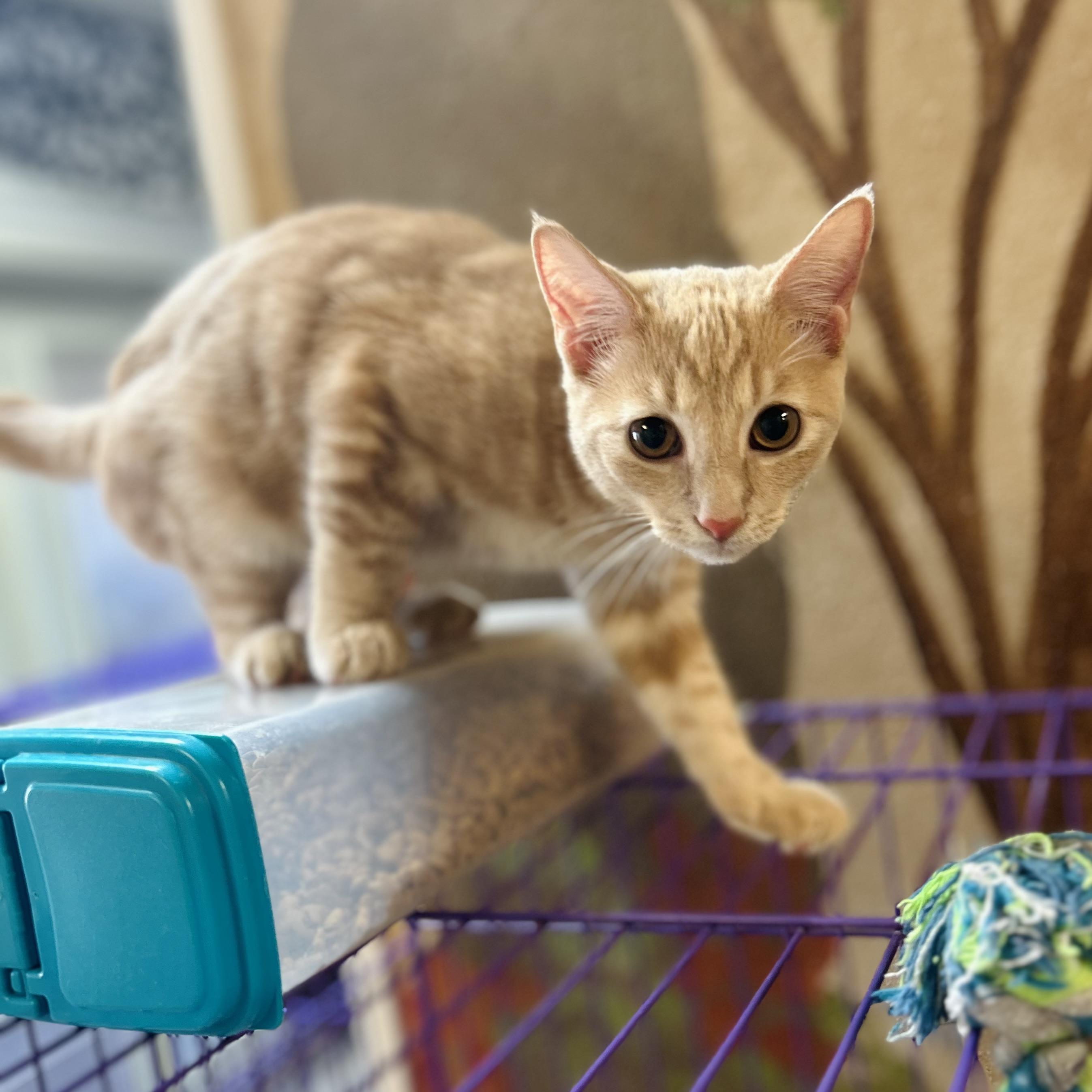 Enlarge Pantera, an adopted American Shorthair in Seguin, TX image 2/2