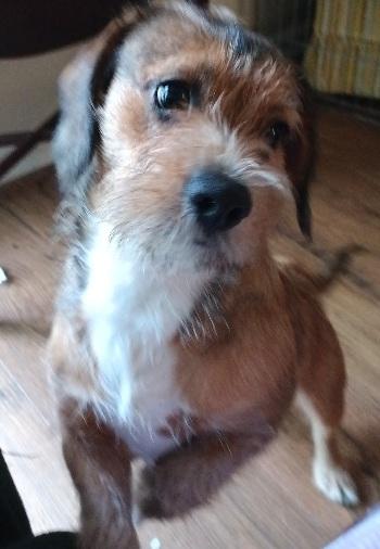 Enlarge SKOOBY, a Adoptable mixed breed in Georgetown, KY image 1/2