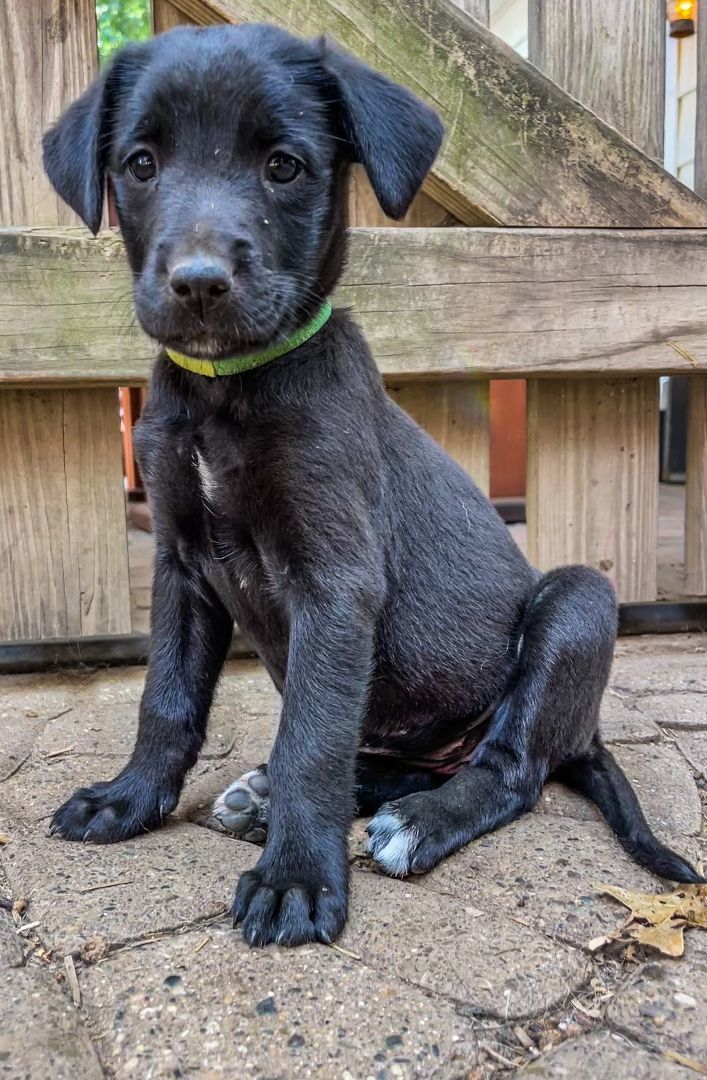 Go-Go, Adopted, Puppy Female Collie & Golden Retriever.
