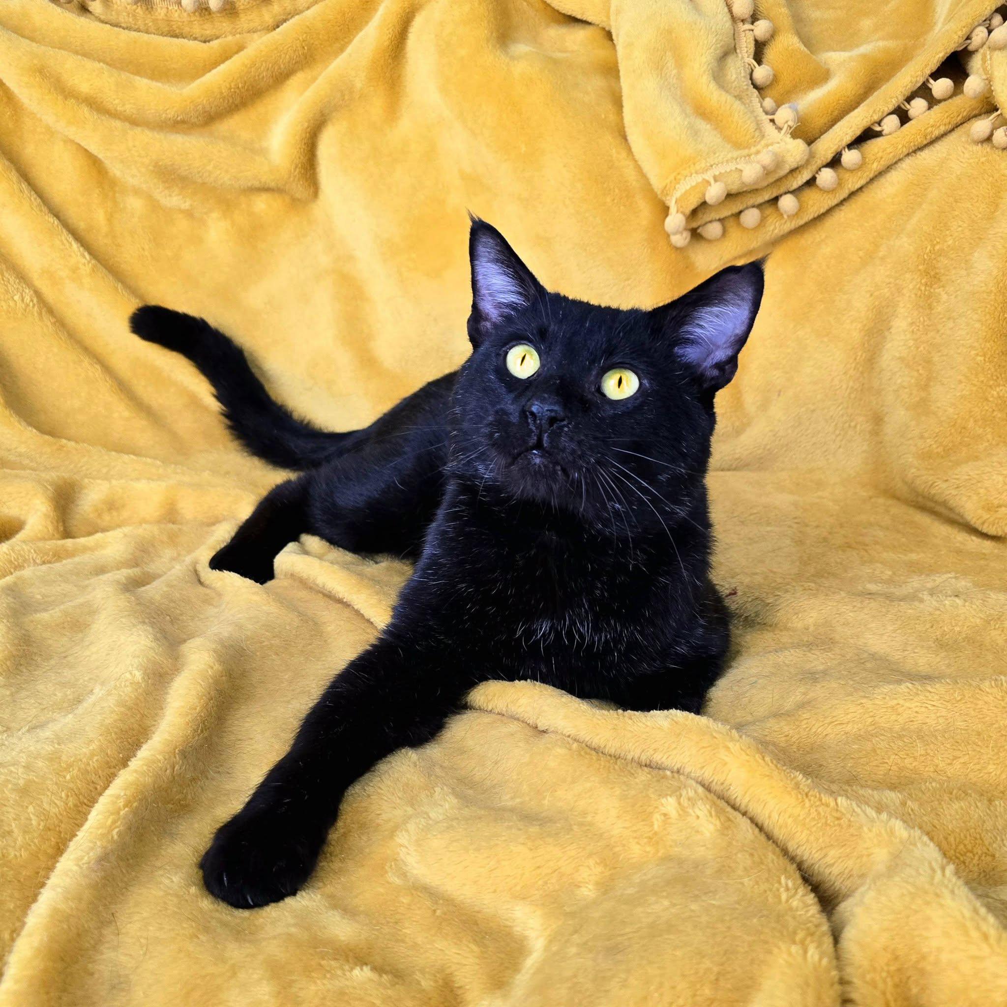 Chowder, a ADOPTABLE Domestic Short Hair in Charlotte, NC image 4/5