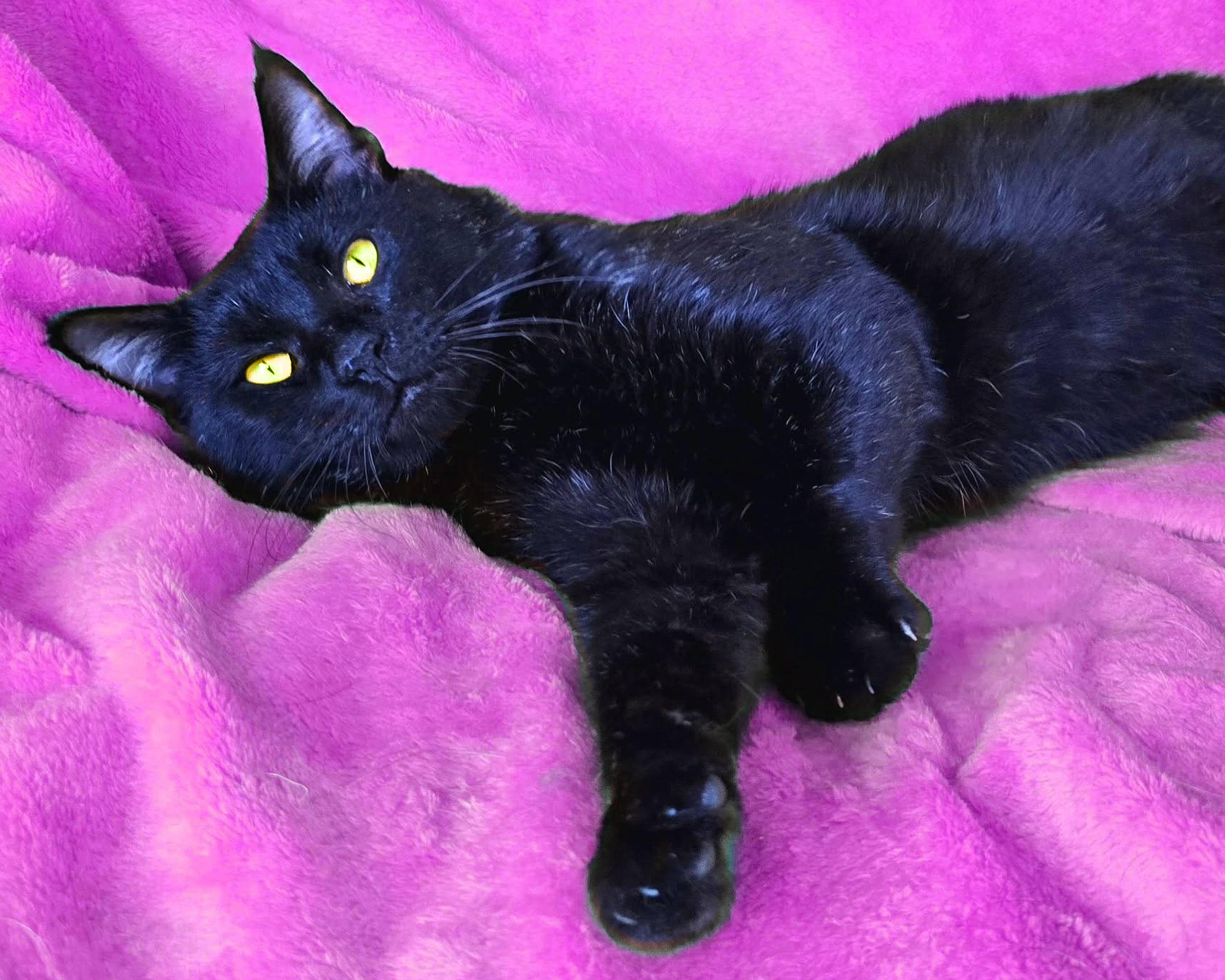 Chowder, a ADOPTABLE Domestic Short Hair in Charlotte, NC image 1/5