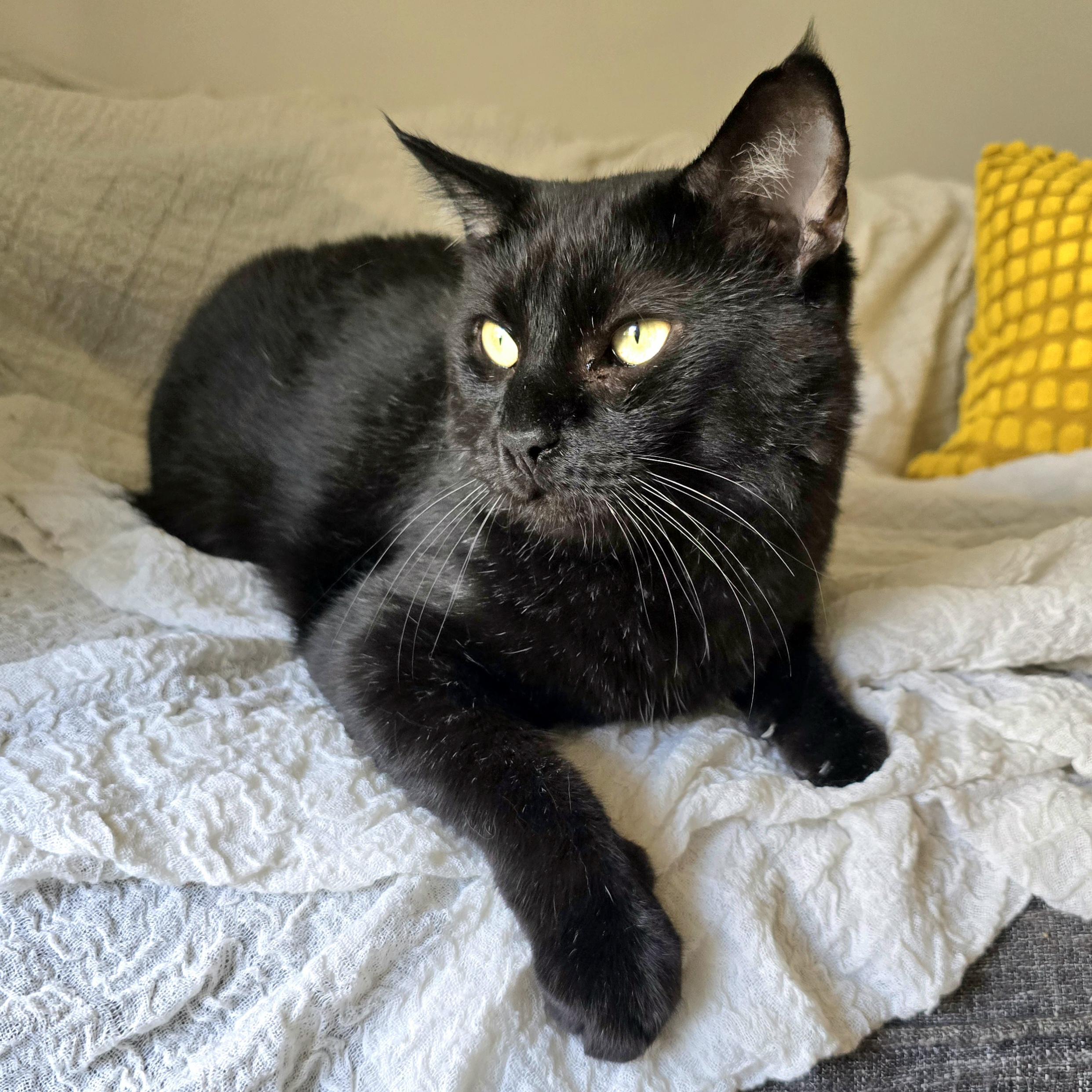 Chowder, a ADOPTABLE Domestic Short Hair in Charlotte, NC image 3/6