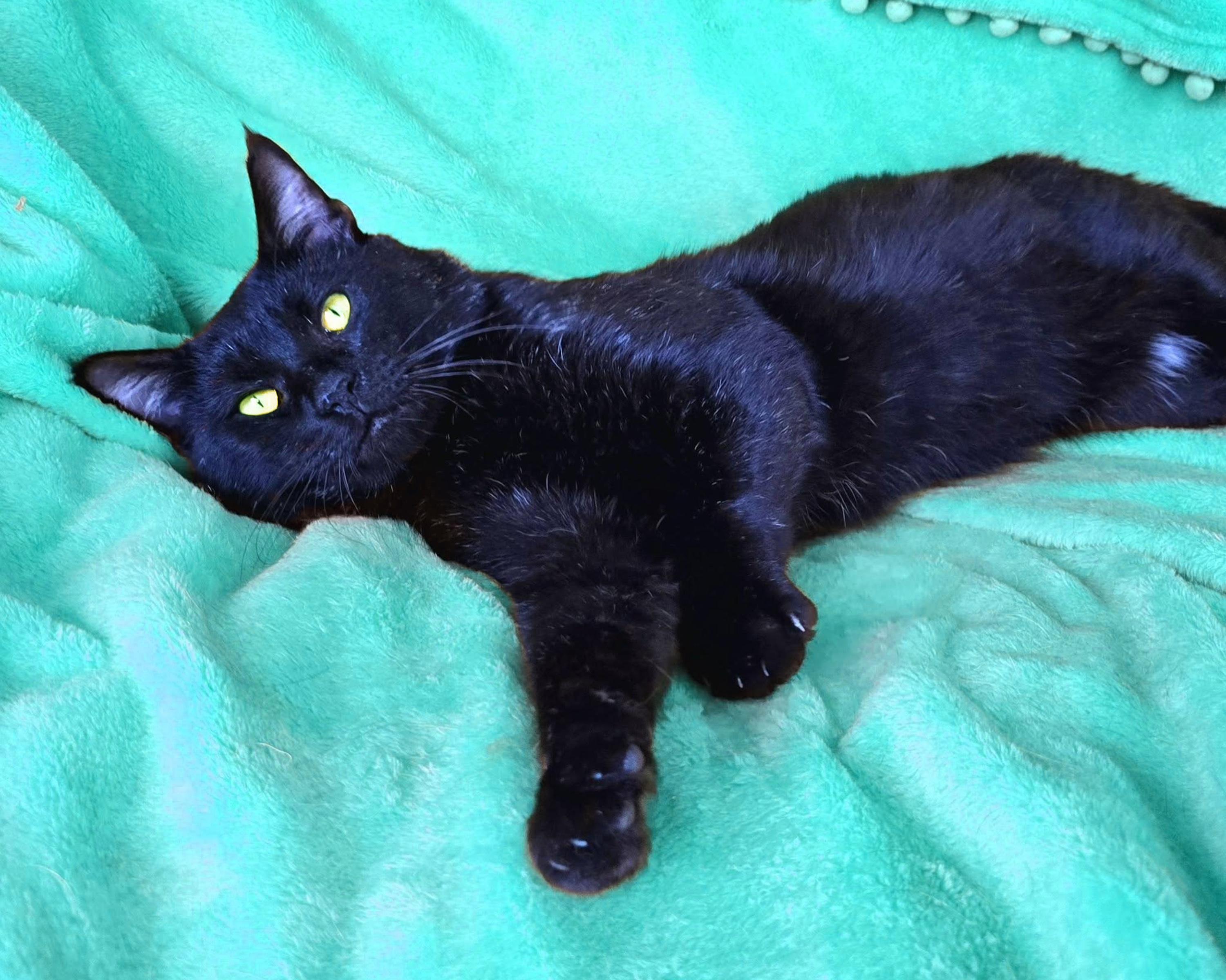 Chowder, a ADOPTABLE Domestic Short Hair in Charlotte, NC image 2/5