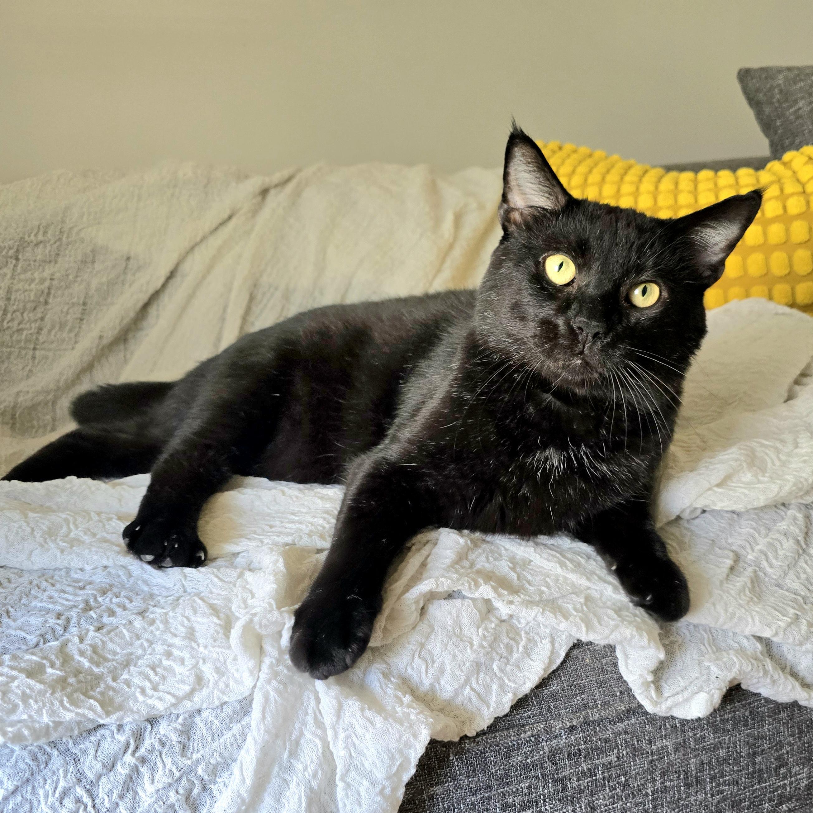 Chowder, a ADOPTABLE Domestic Short Hair in Charlotte, NC image 5/6