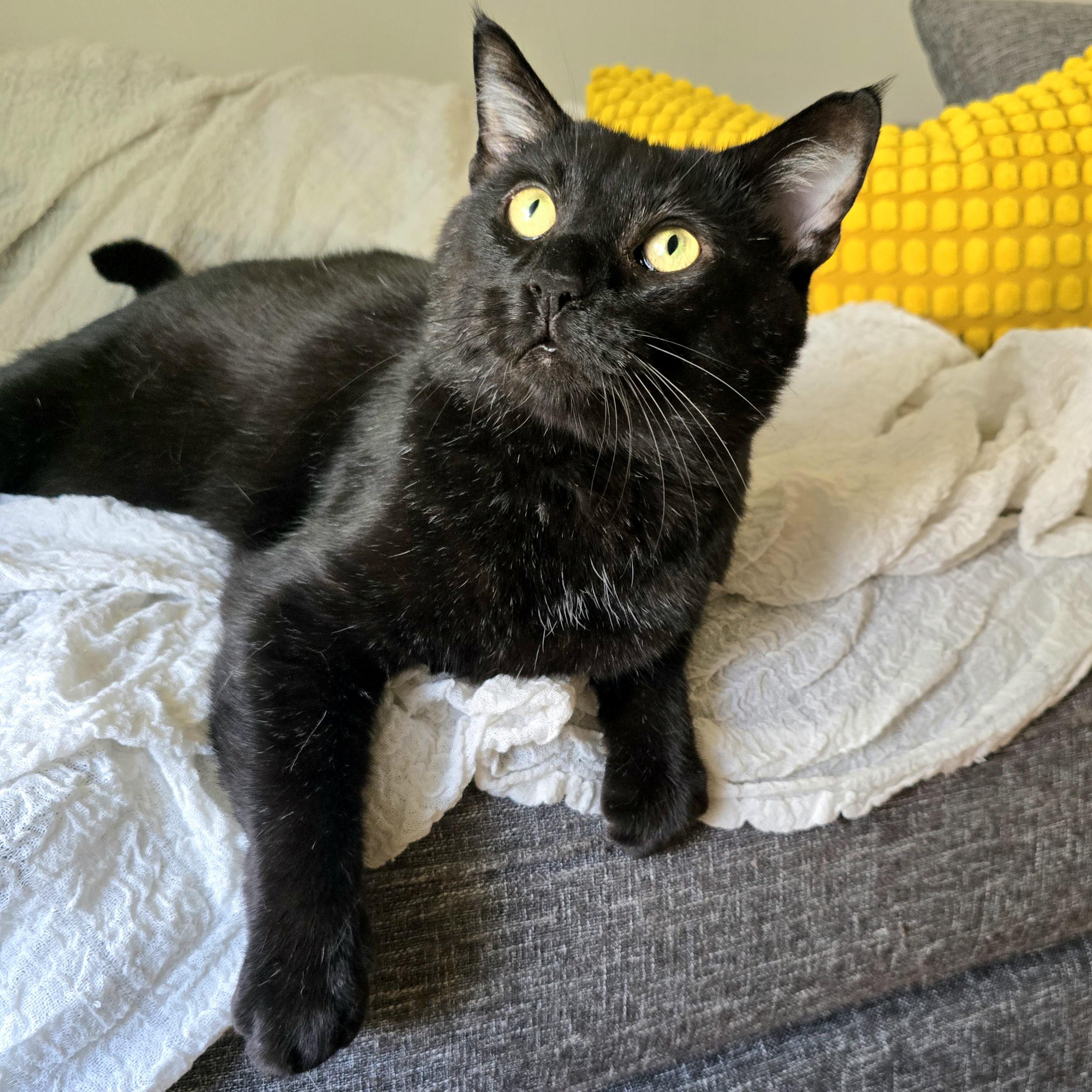 Chowder, a ADOPTABLE Domestic Short Hair in Charlotte, NC image 2/6
