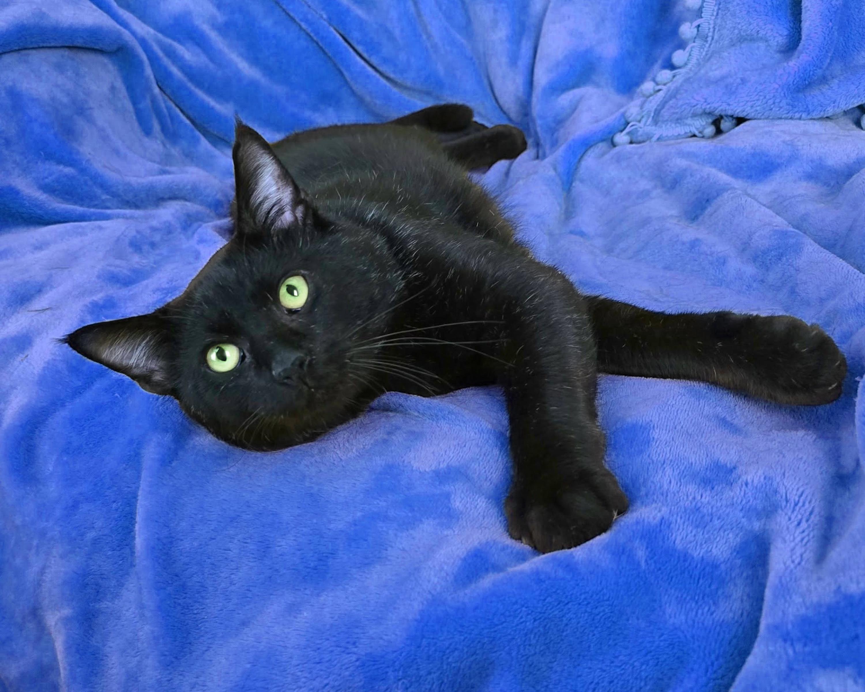 Chowder, a ADOPTABLE Domestic Short Hair in Charlotte, NC image 5/5
