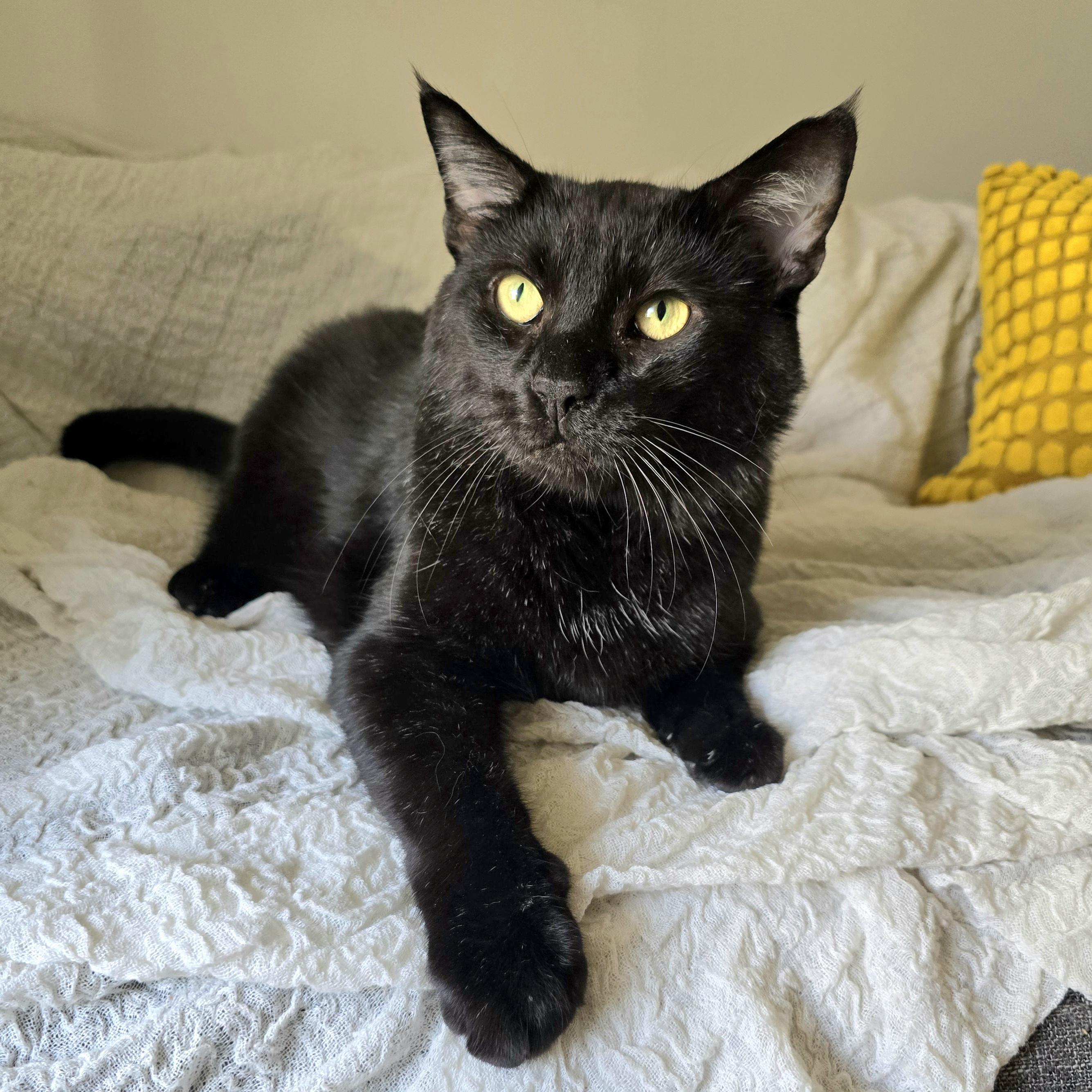 Chowder, a ADOPTABLE Domestic Short Hair in Charlotte, NC image 6/6