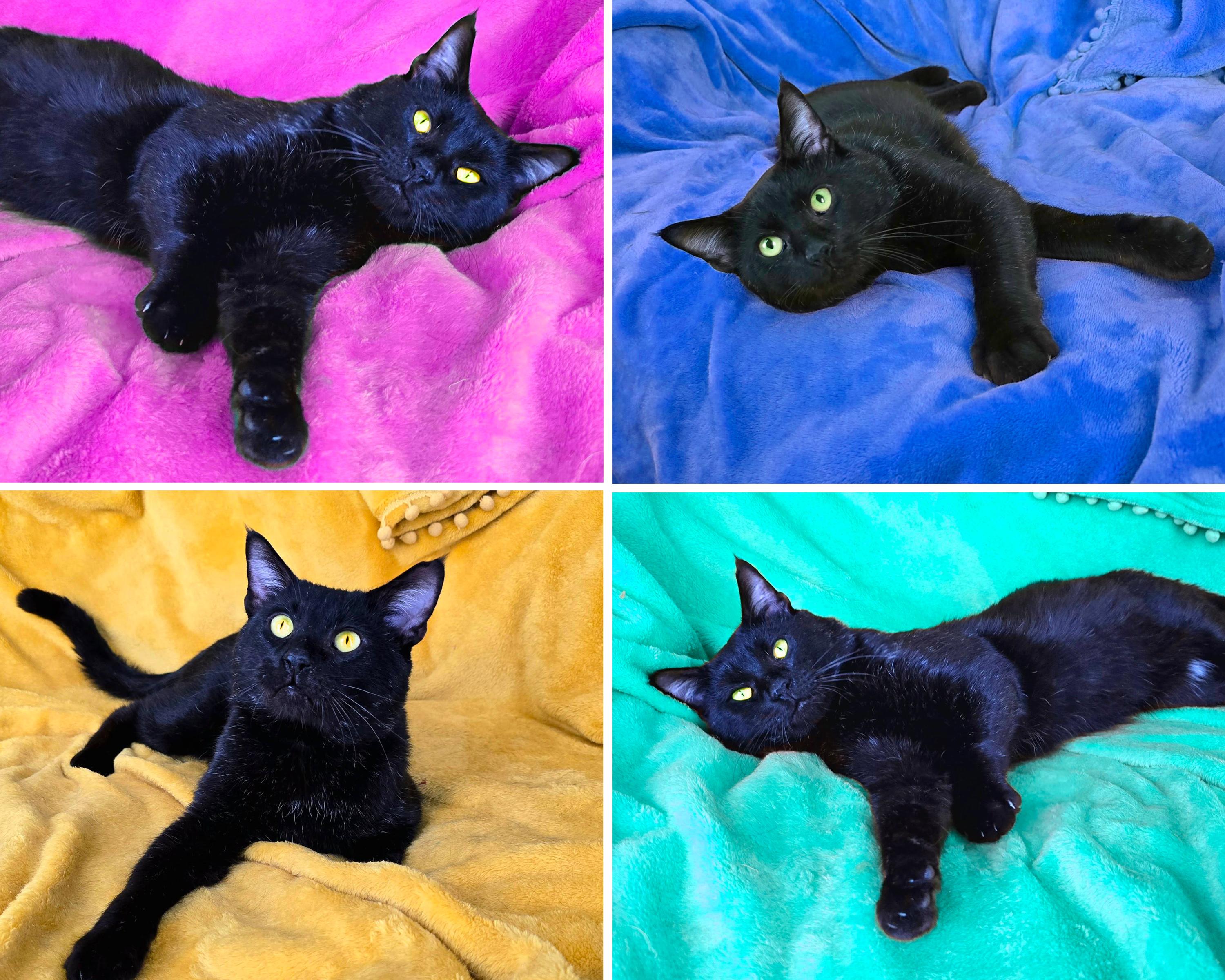 Chowder, a ADOPTABLE Domestic Short Hair in Charlotte, NC image 3/5