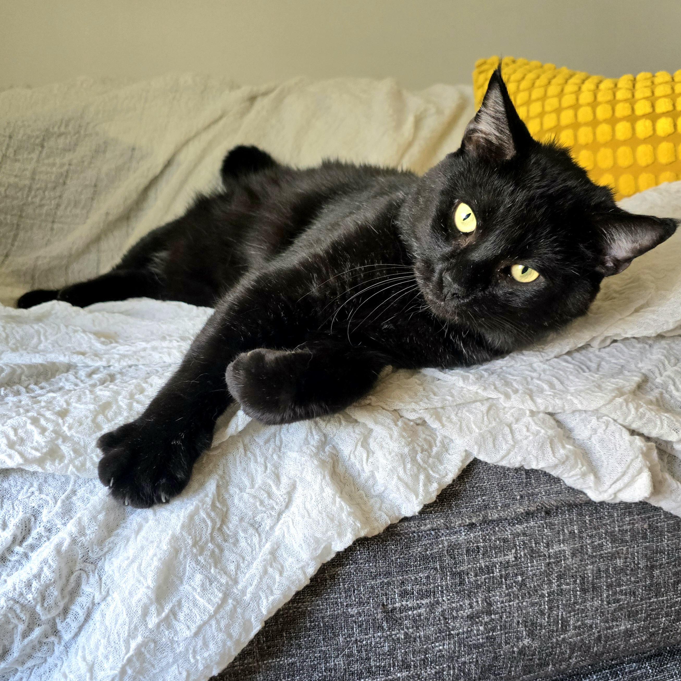 Chowder, ADOPTABLE, Adult Male Domestic Short Hair.