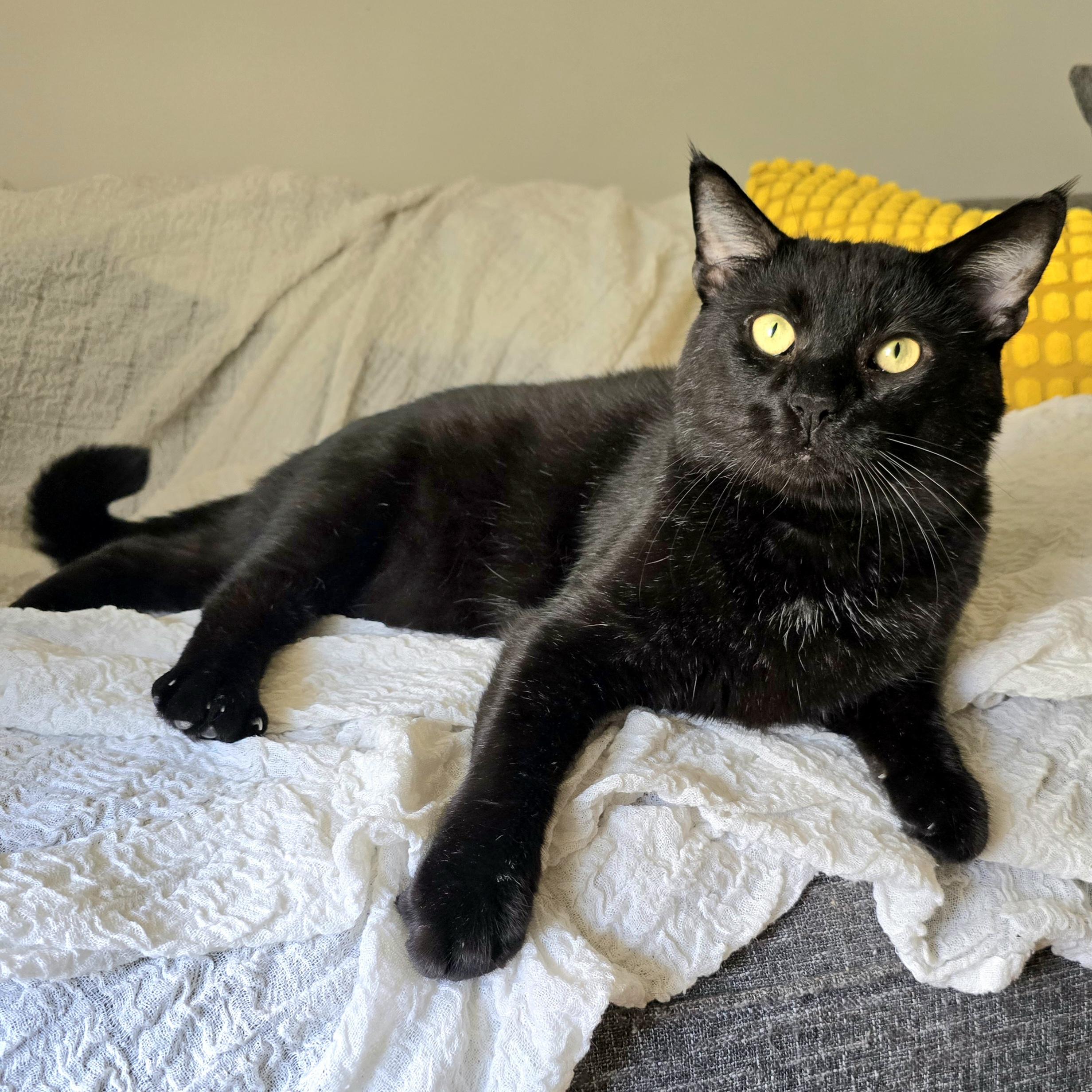 Chowder, a ADOPTABLE Domestic Short Hair in Charlotte, NC image 4/6